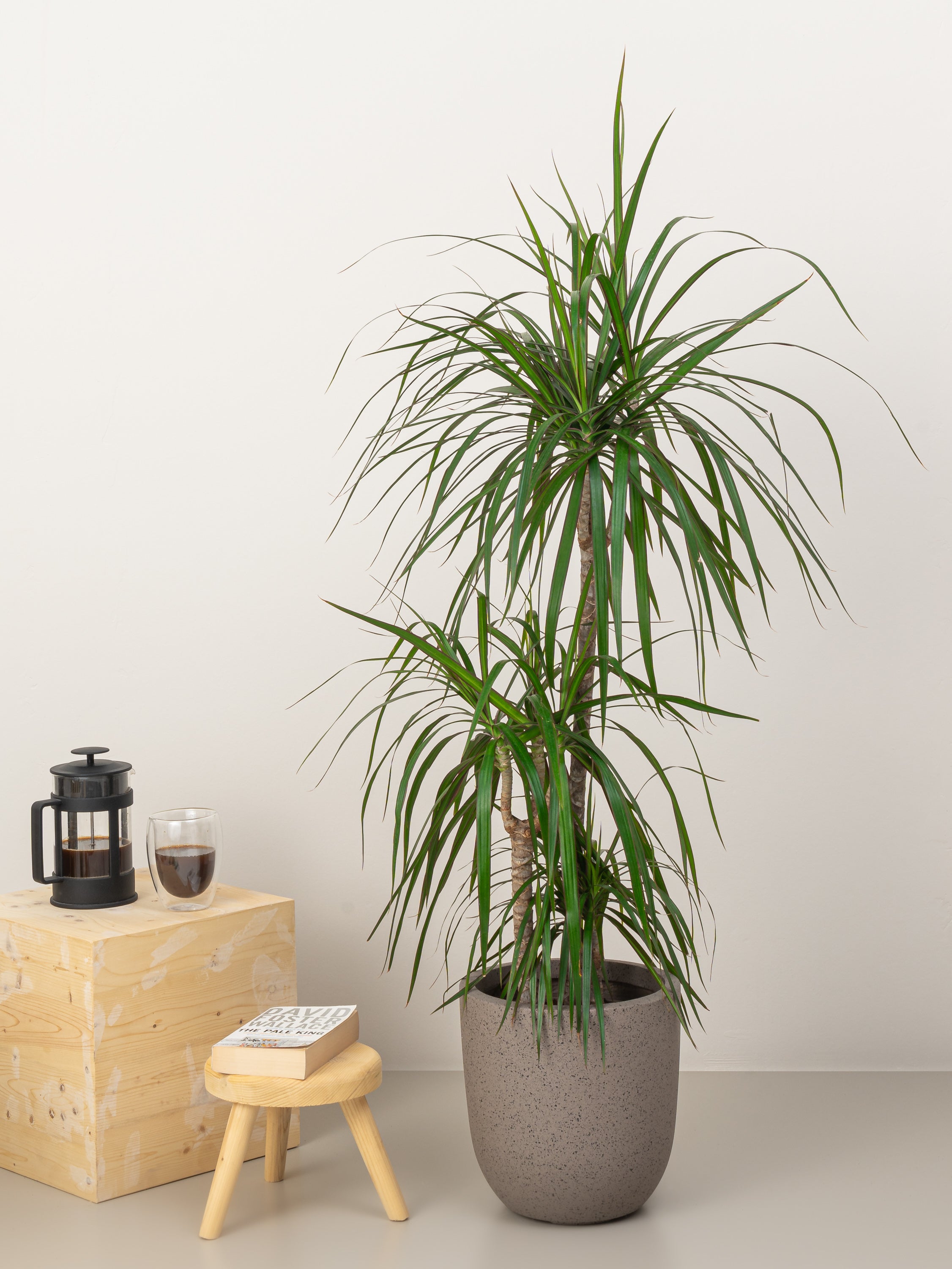 Dracaena Marginata