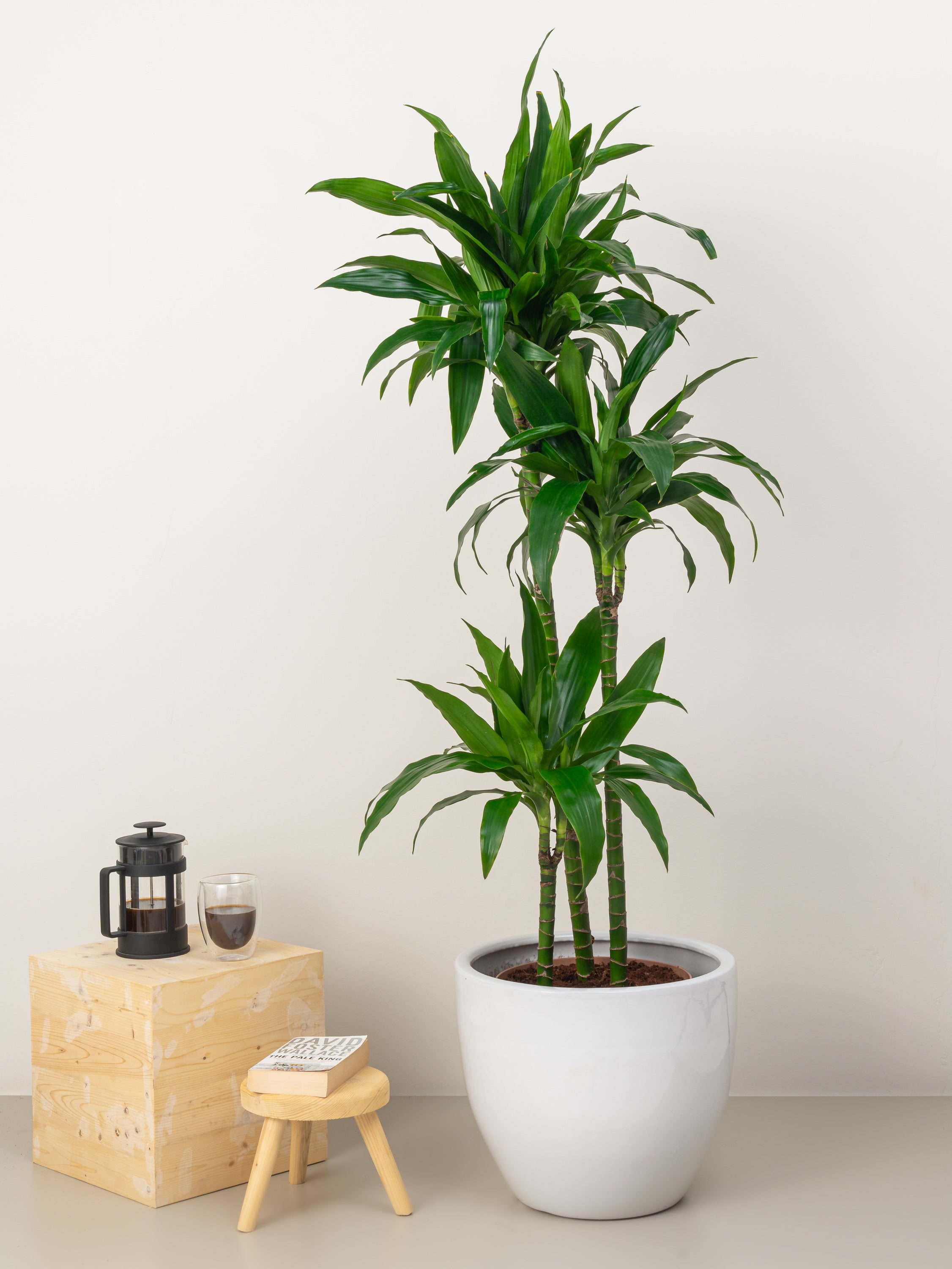 Dracaena Compacta