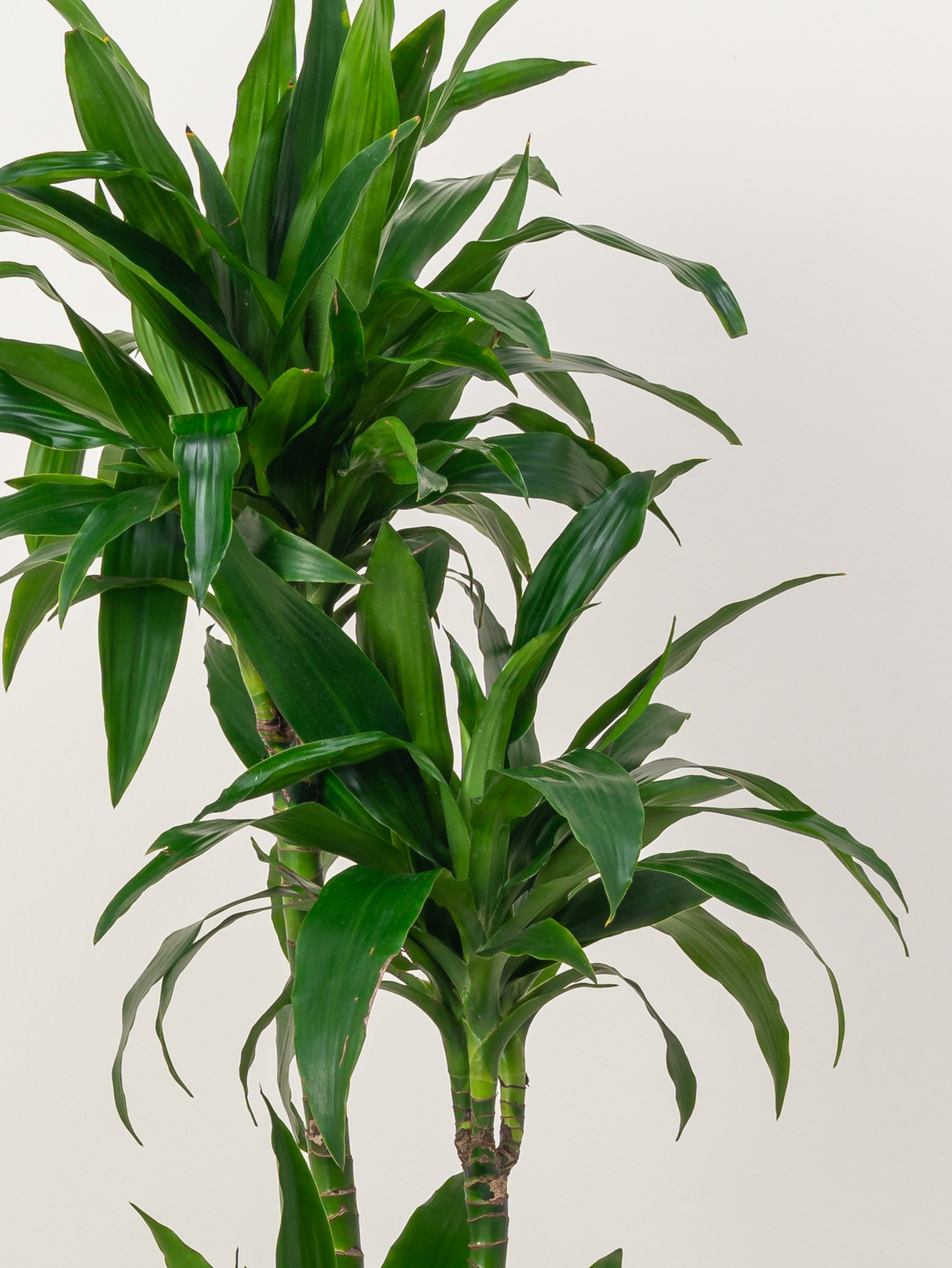 Dracaena Compacta