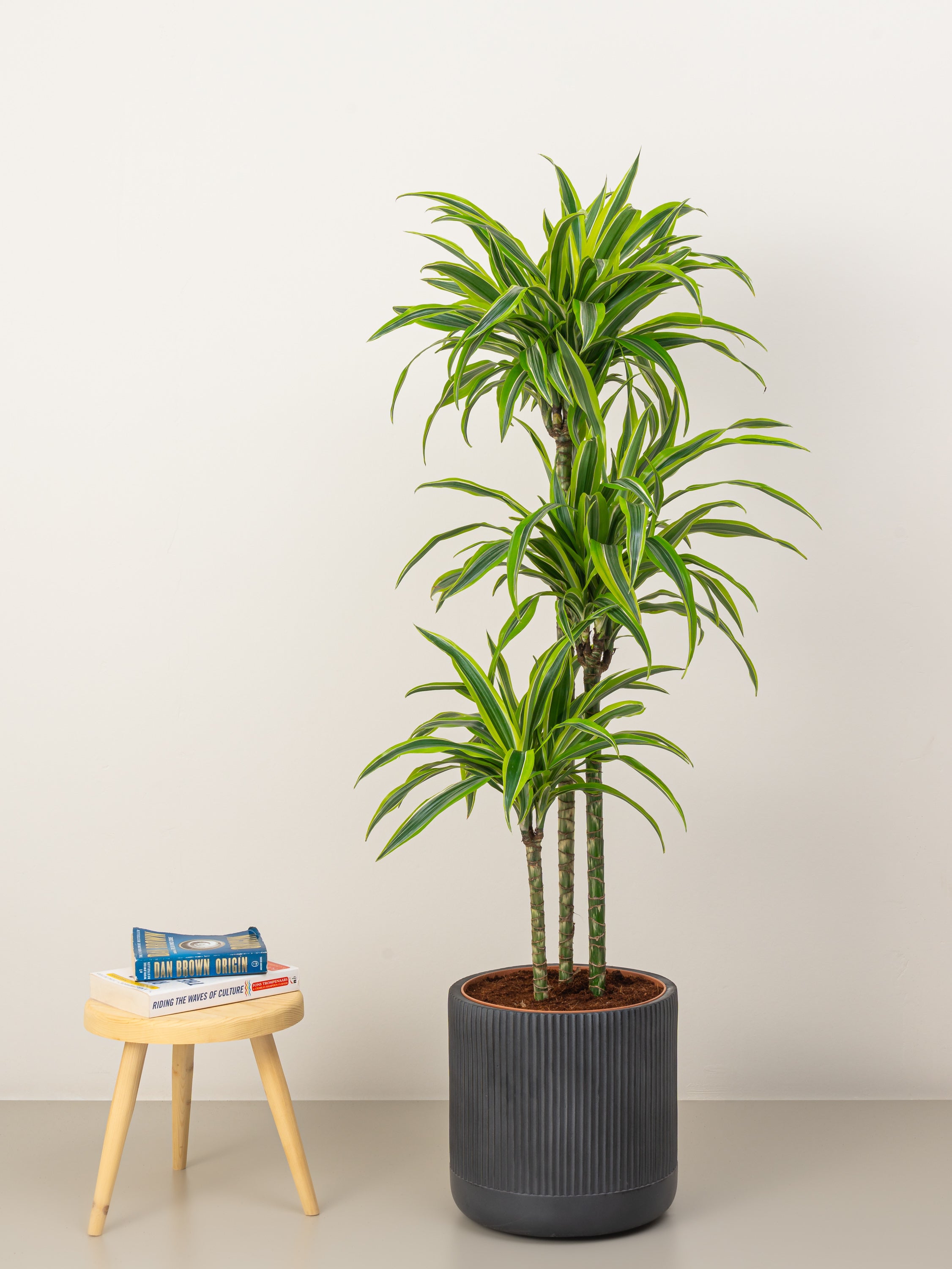 Dracaena Lemon Lime