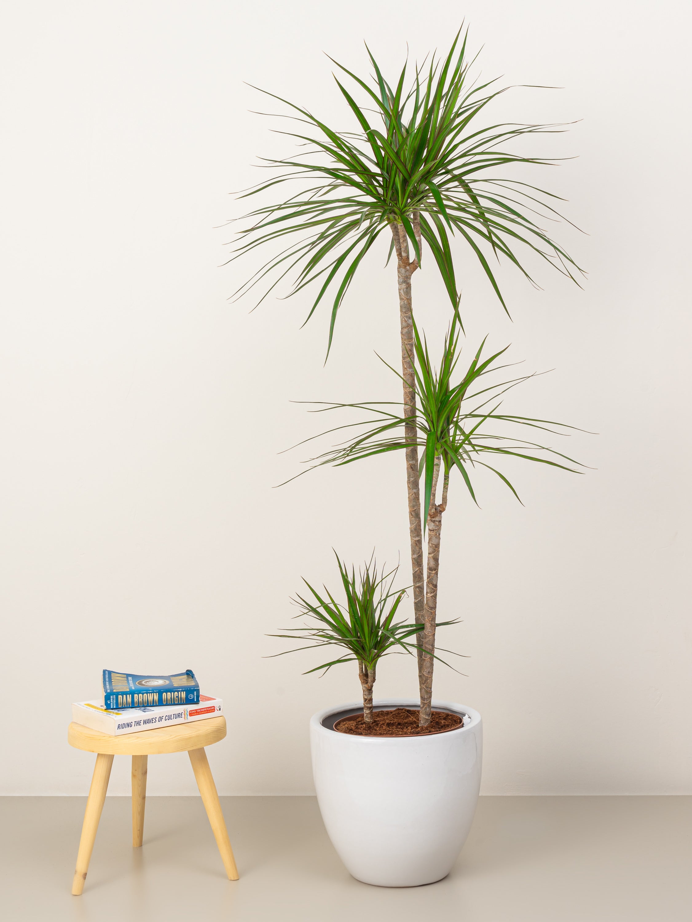 Dracaena Marginata