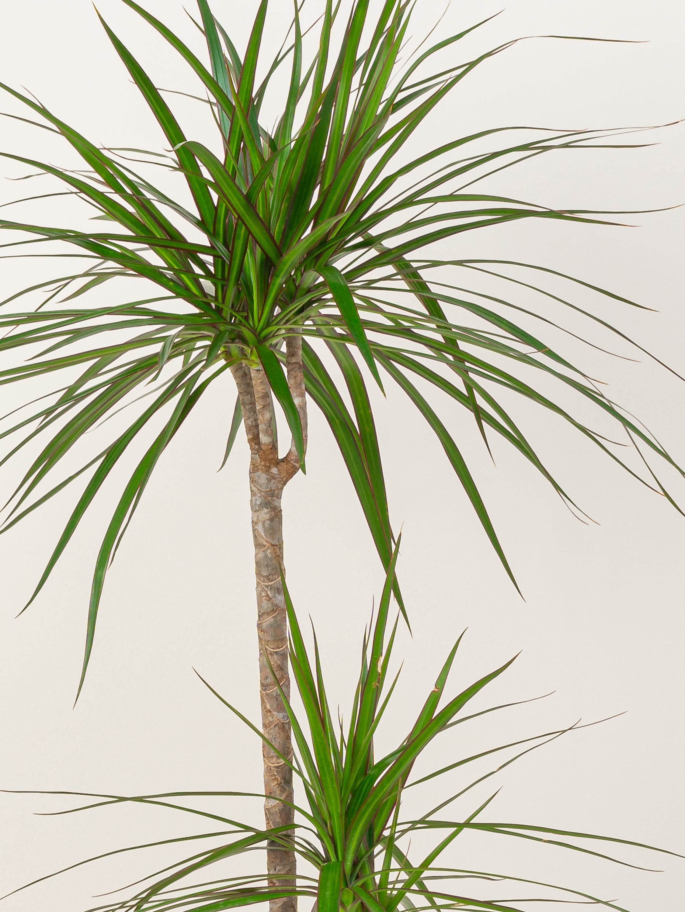 Dracaena Marginata