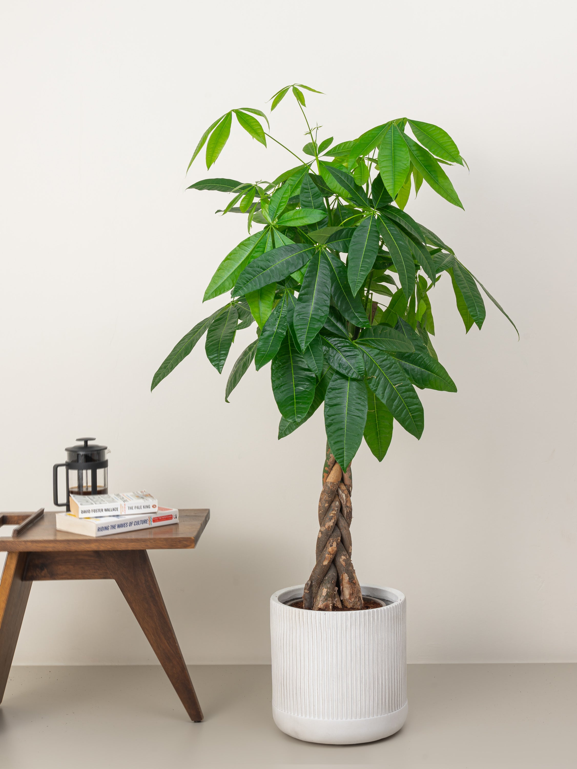Money Tree