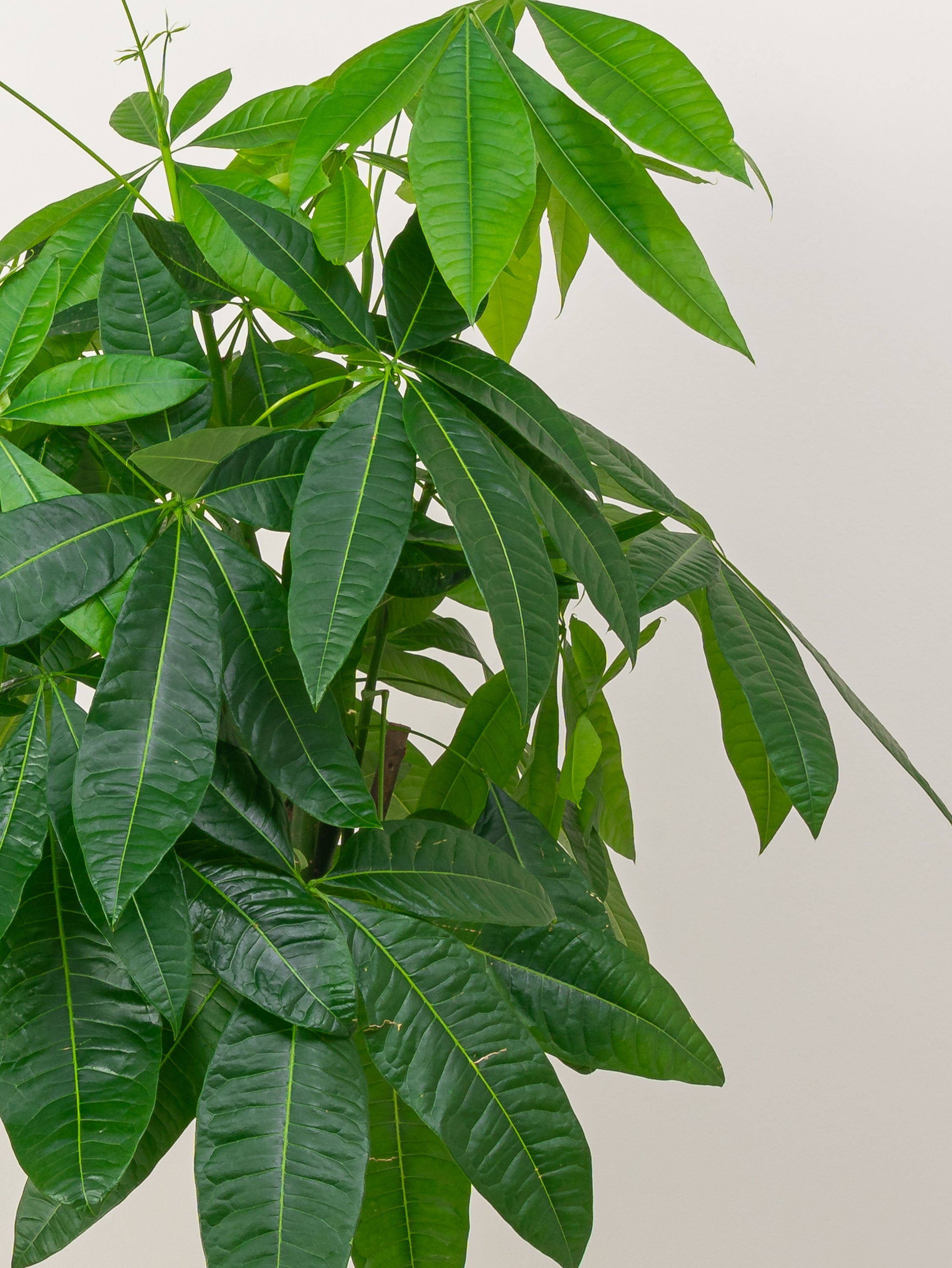 Money Tree