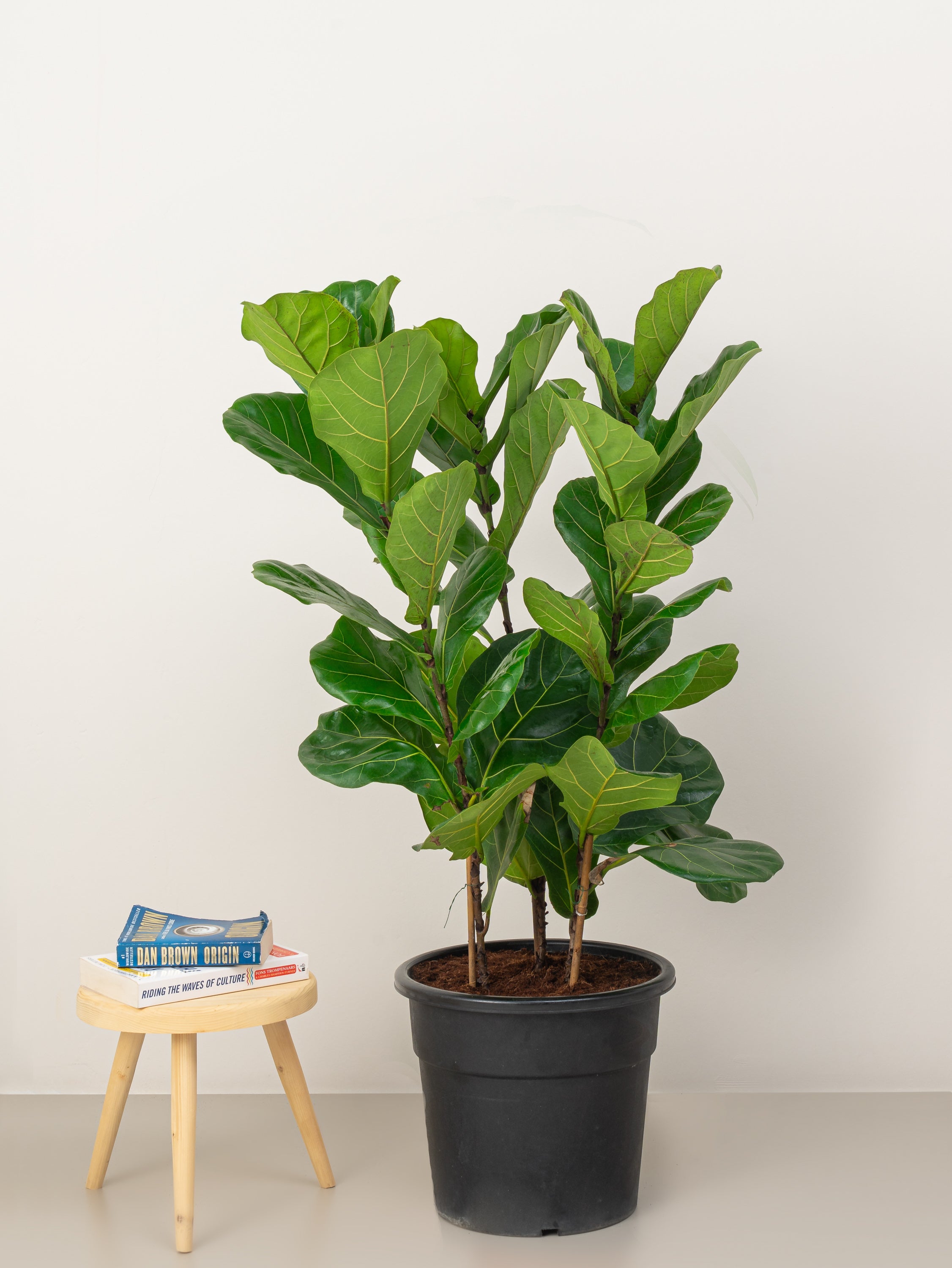 Fiddle Leaf Plant