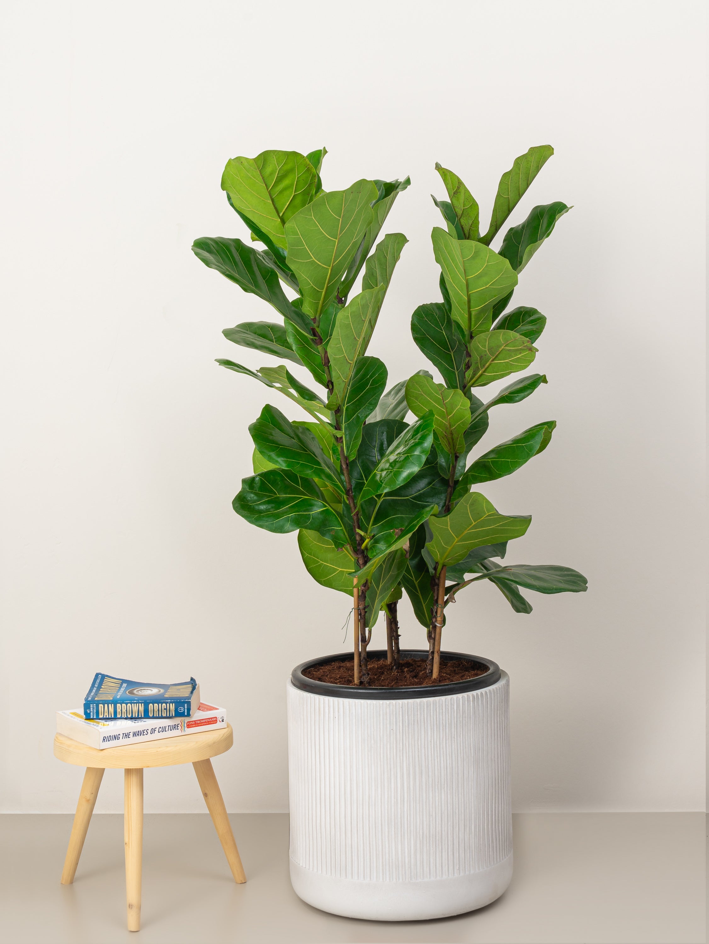 Fiddle Leaf Plant