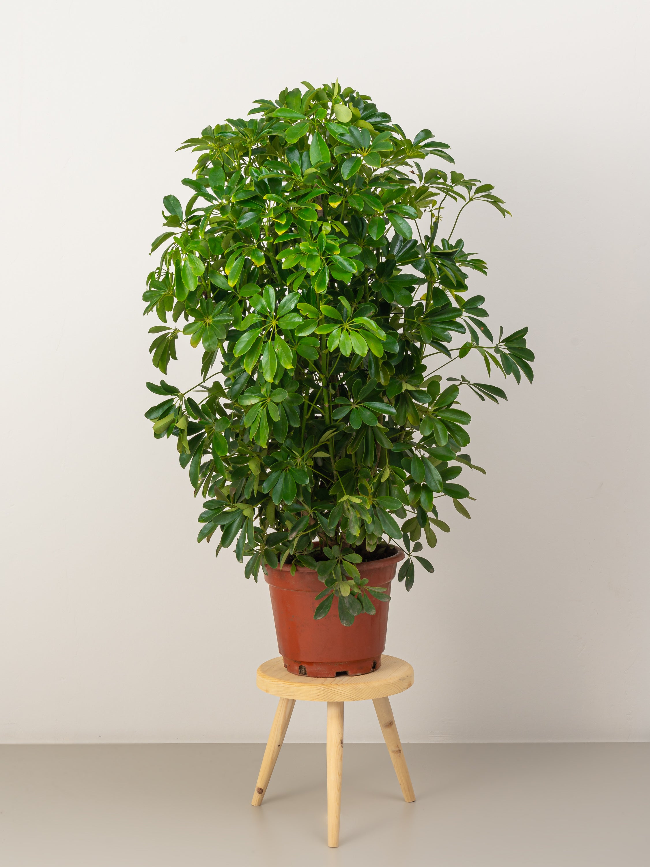 Umbrella Plant