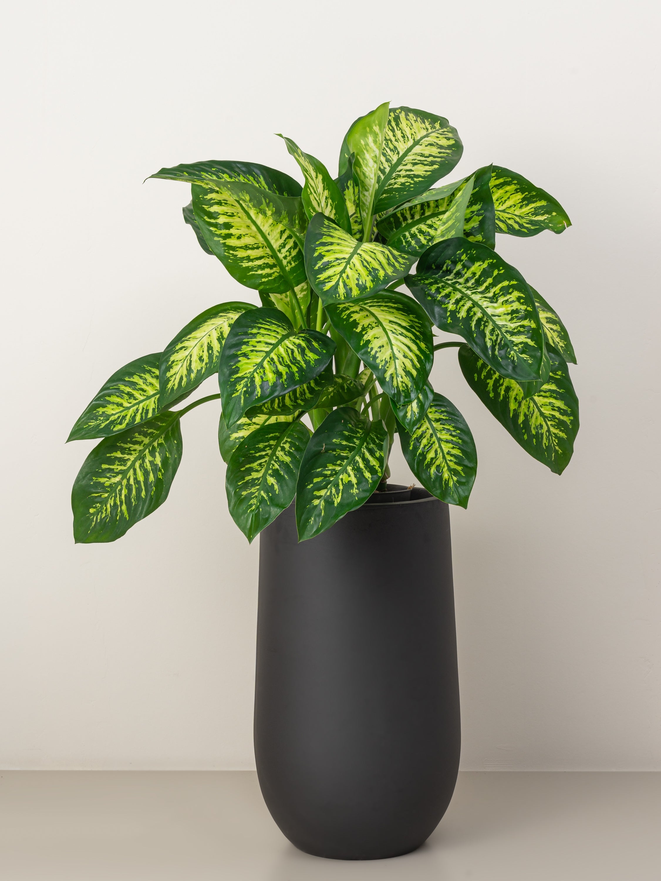 Dieffenbachia Tropic Snow