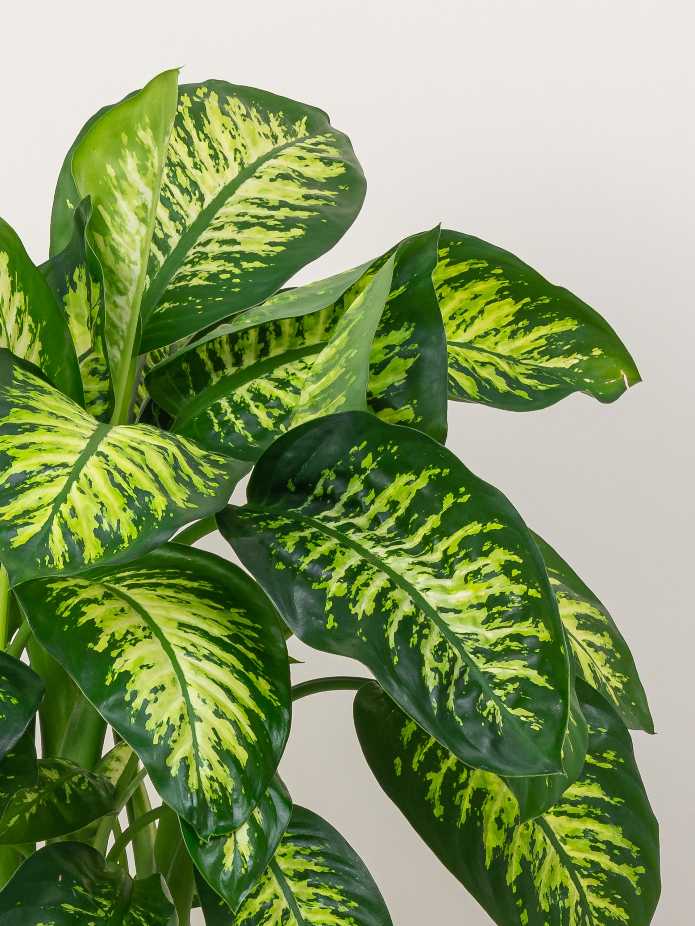 Dieffenbachia Tropic Snow