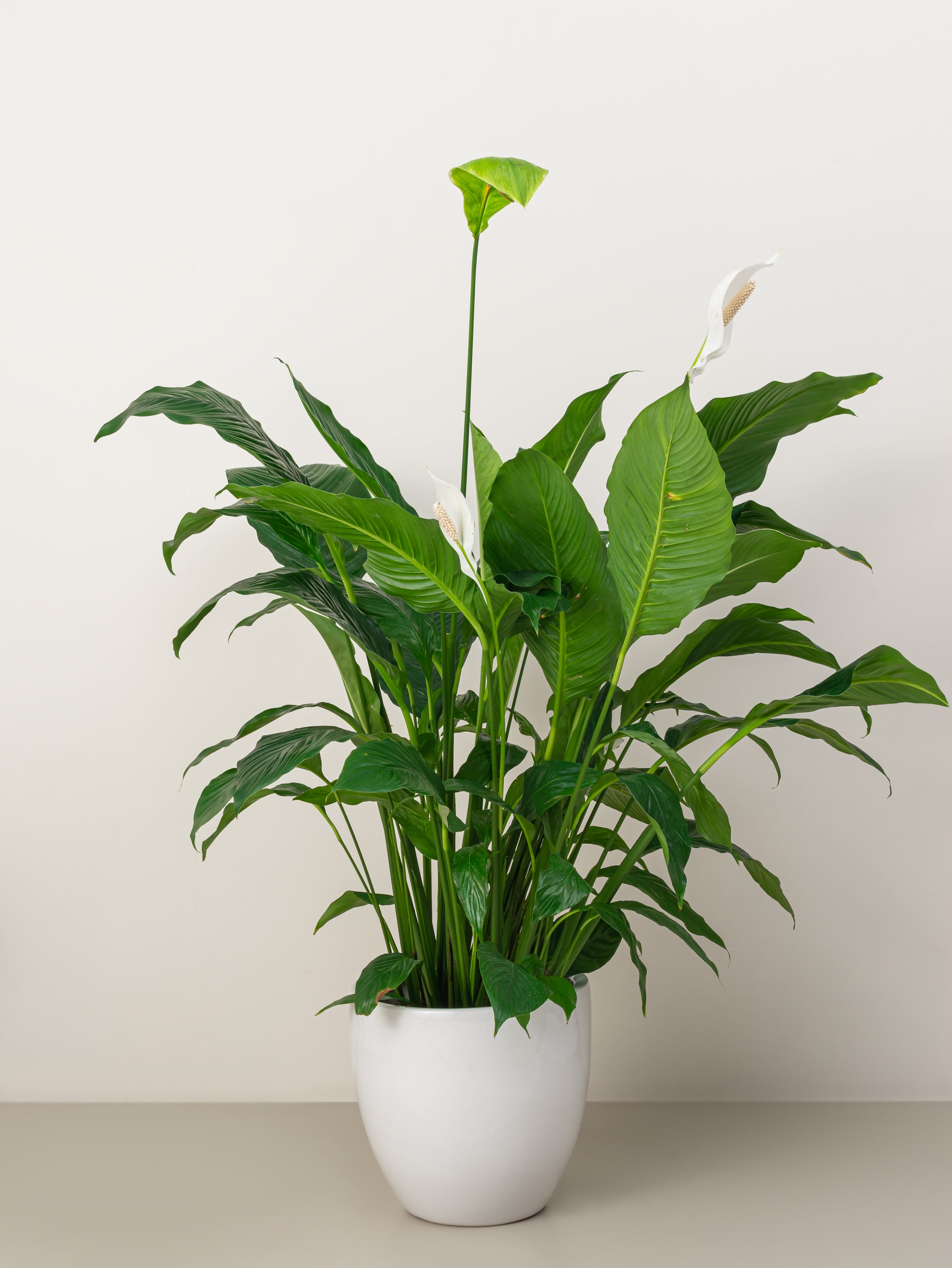 Peace Lily