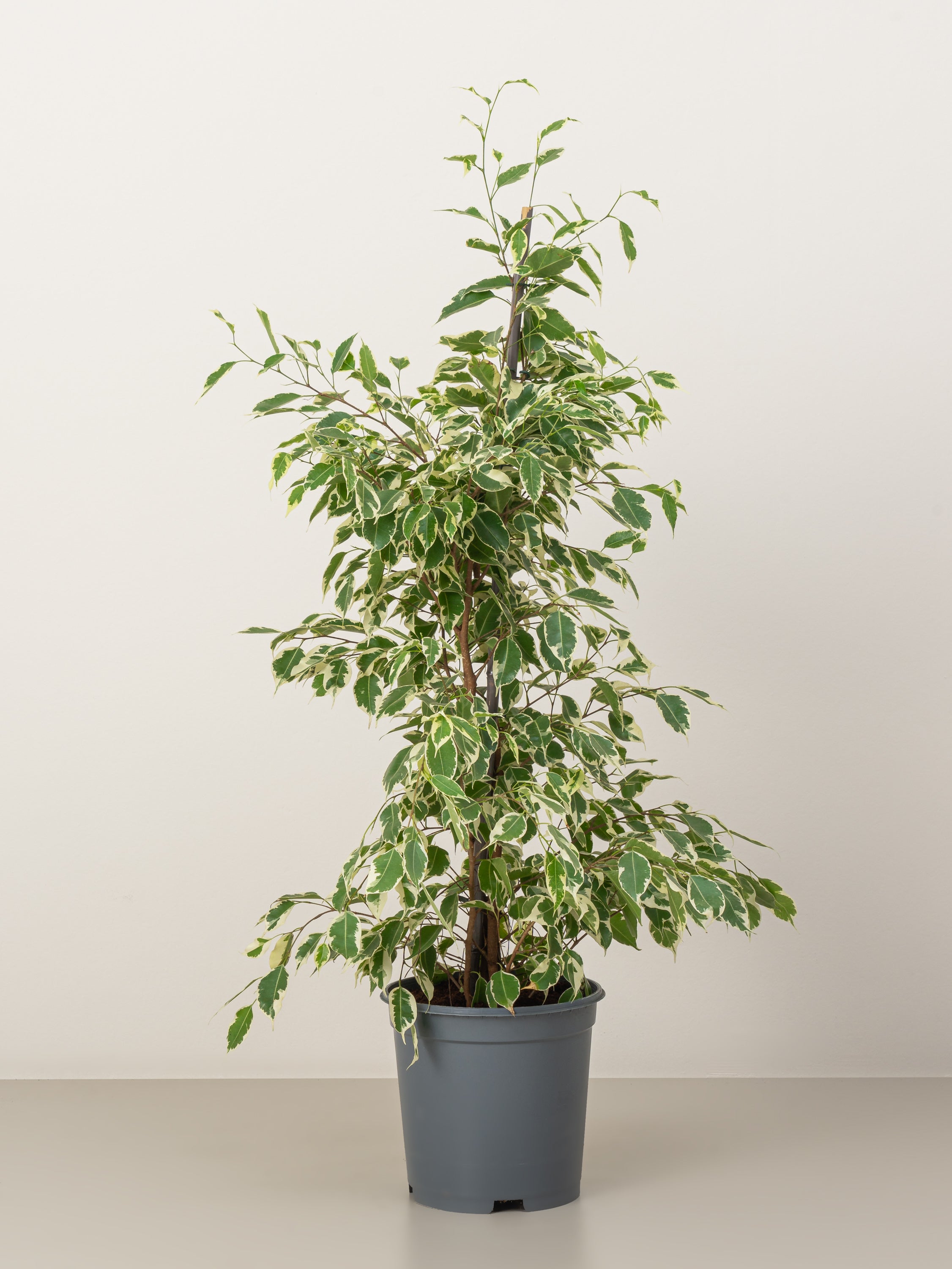 Ficus Benjamina Starlight