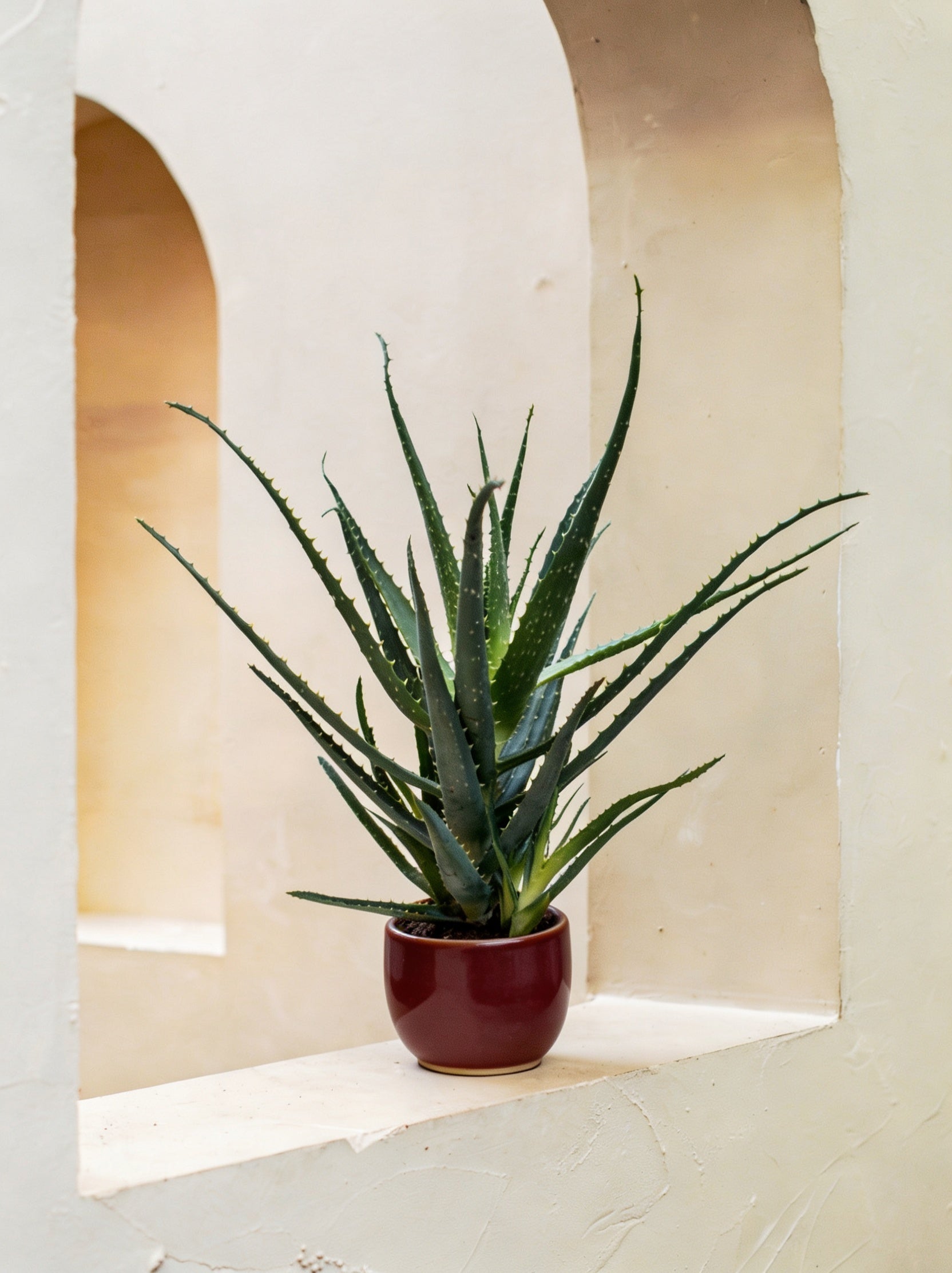 Indoor Aloe Vera