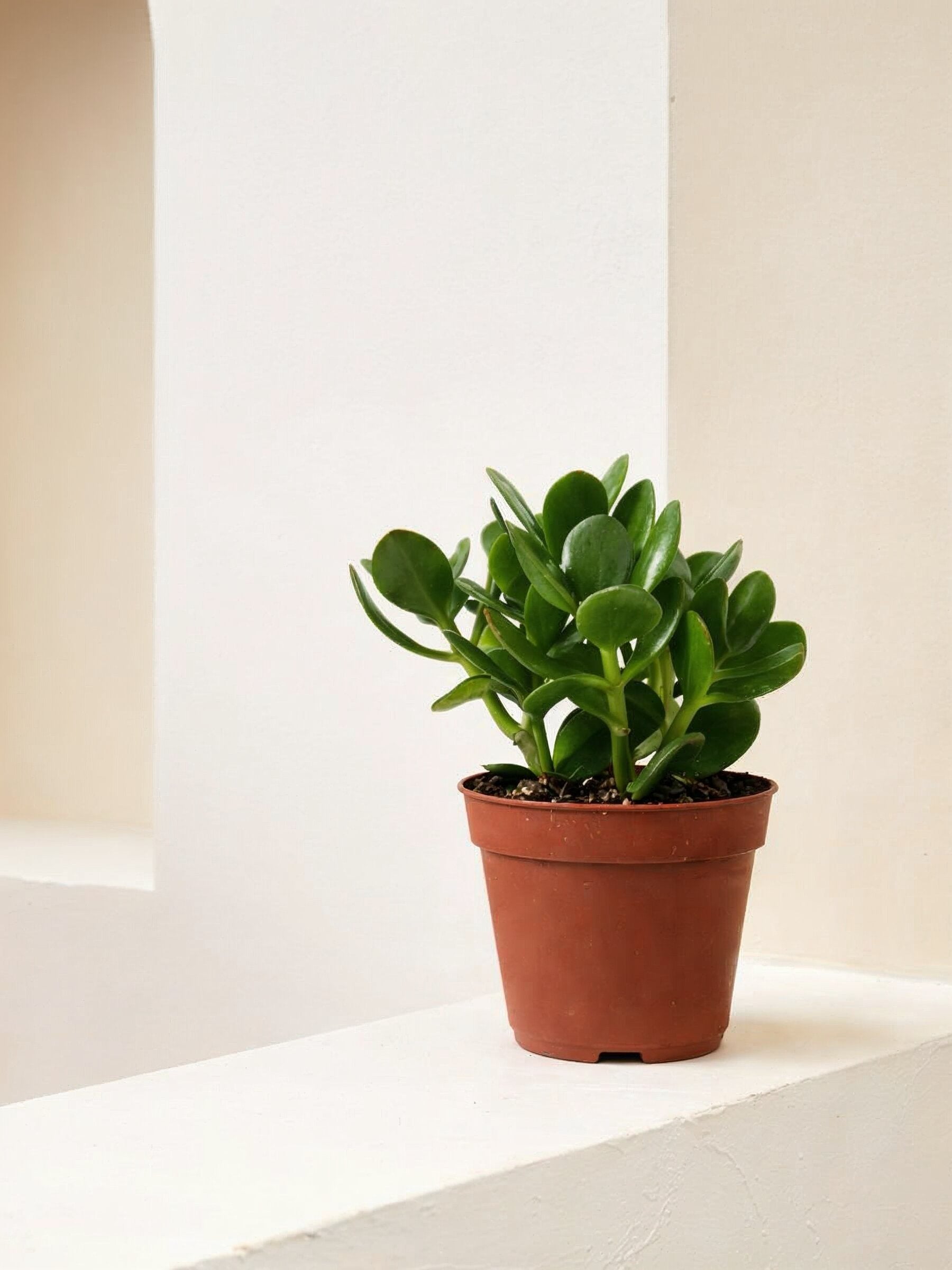 jade plant location at home Jade Plant - Crassula | Table Top Indoor Plants