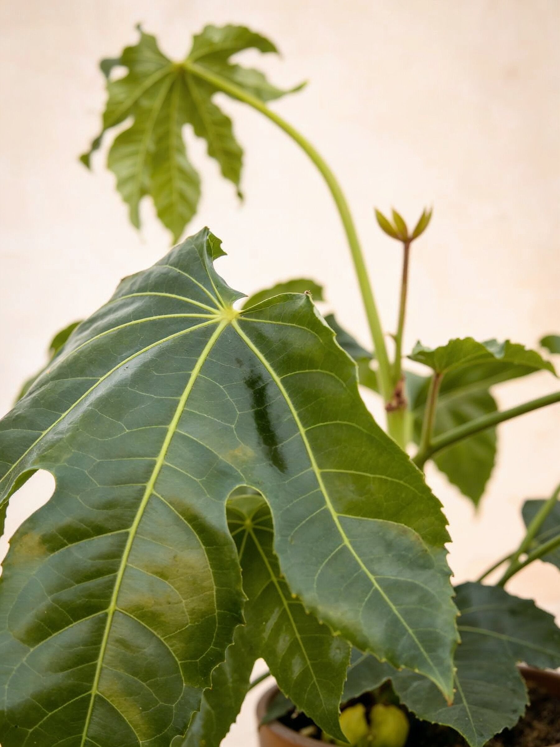 Japanese Aralia