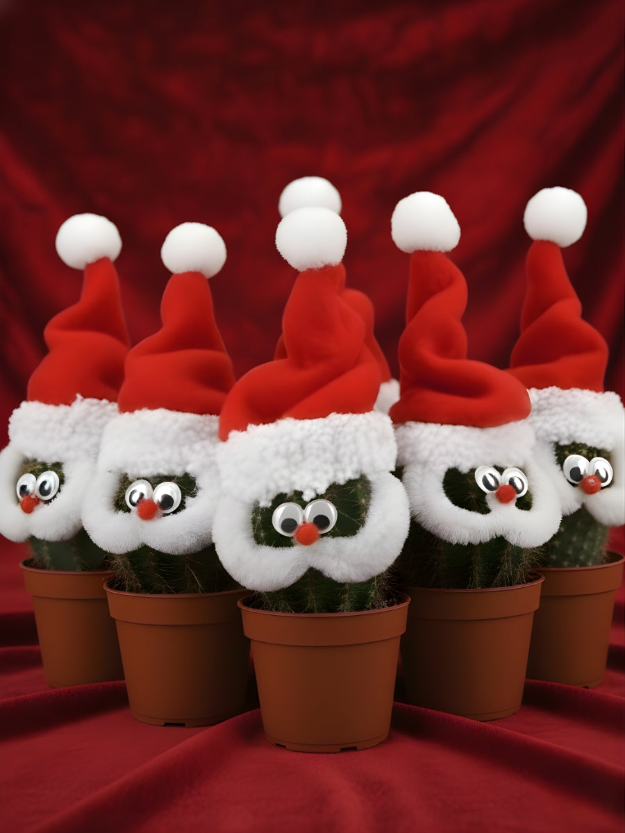 Kerstman Cactus