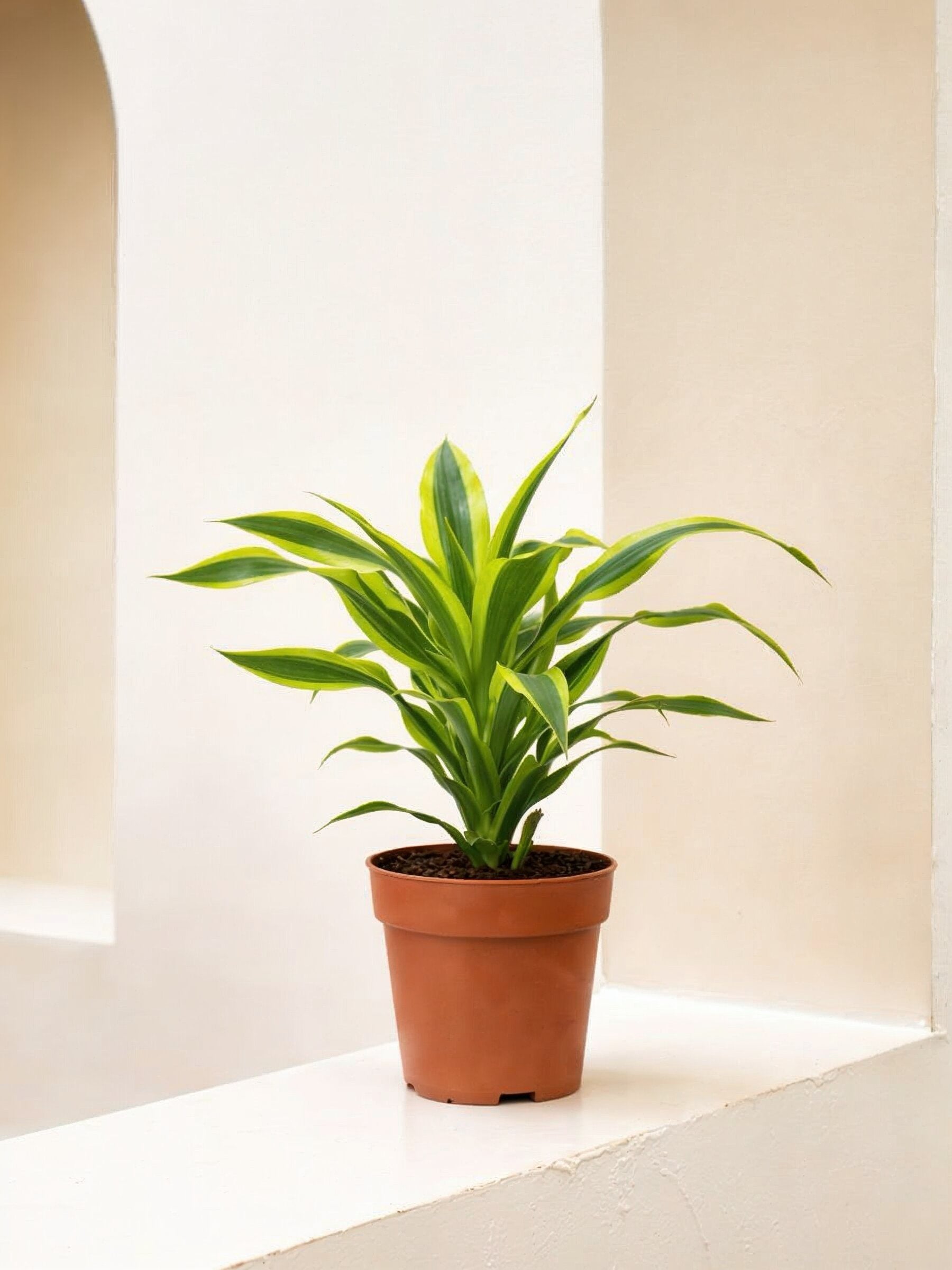 dracaena head Dracaena Lemon Lime Head | Table Top Indoor Plants