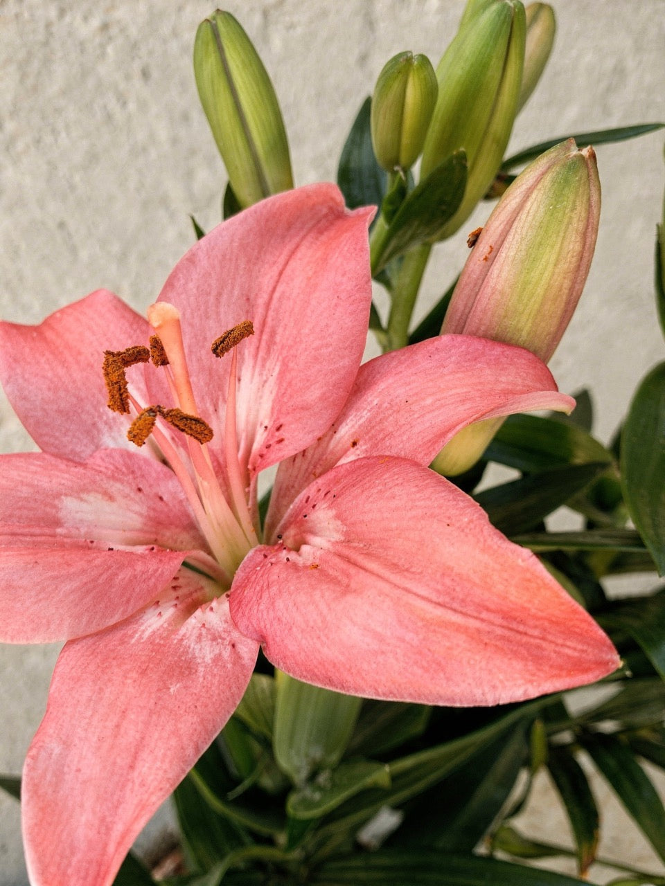 Lily Plant