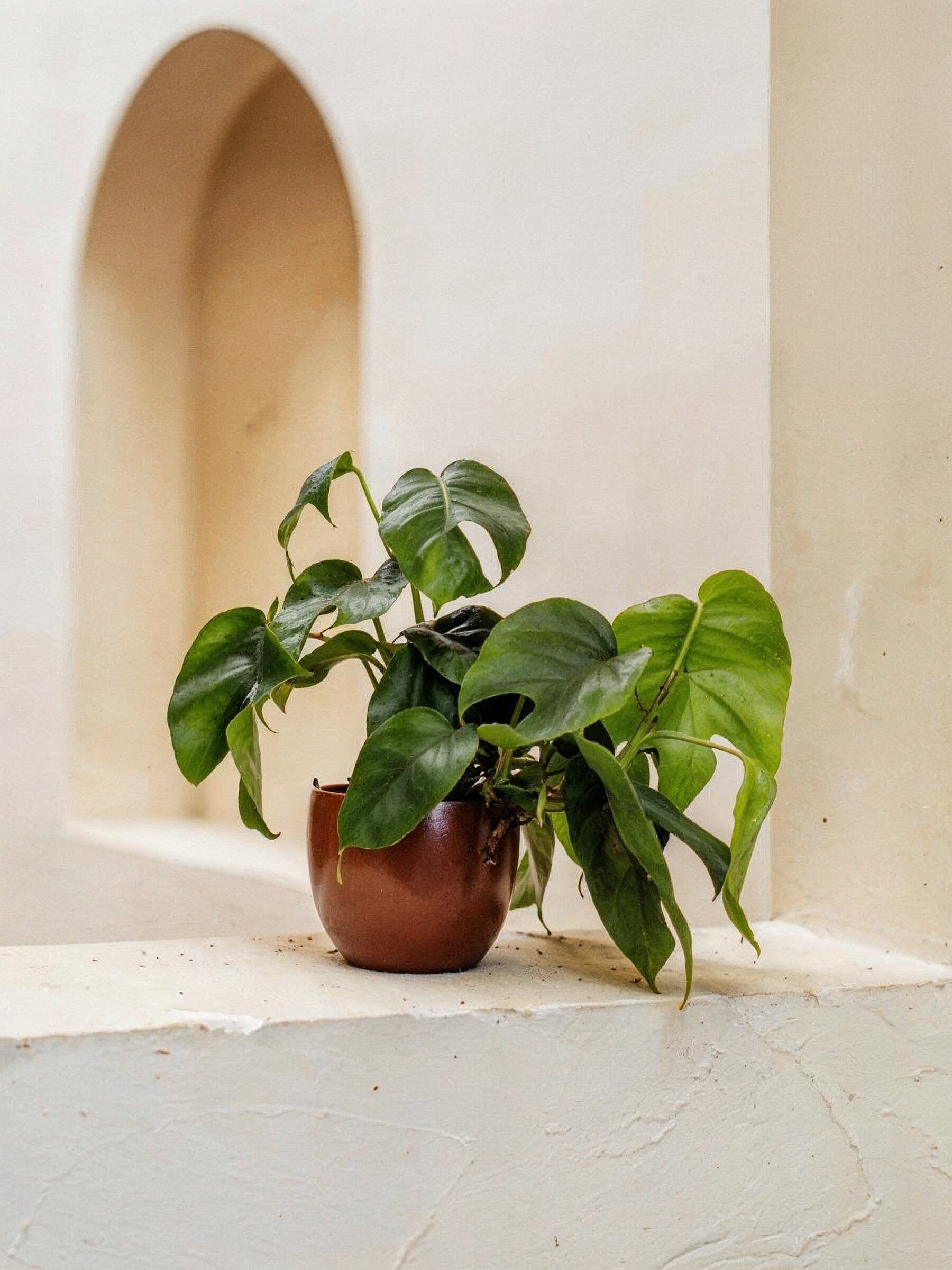 Mini Monstera