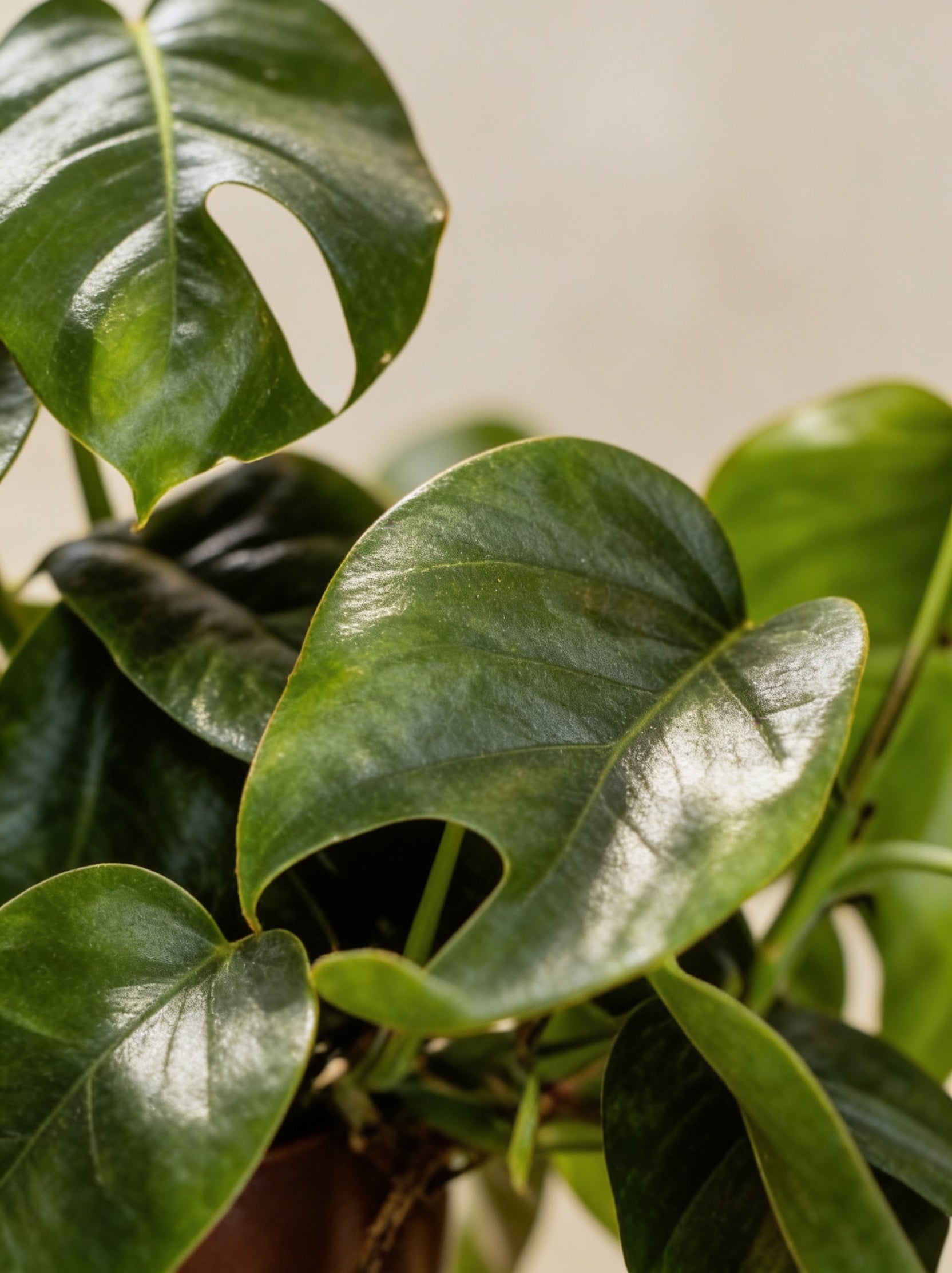 Mini Monstera
