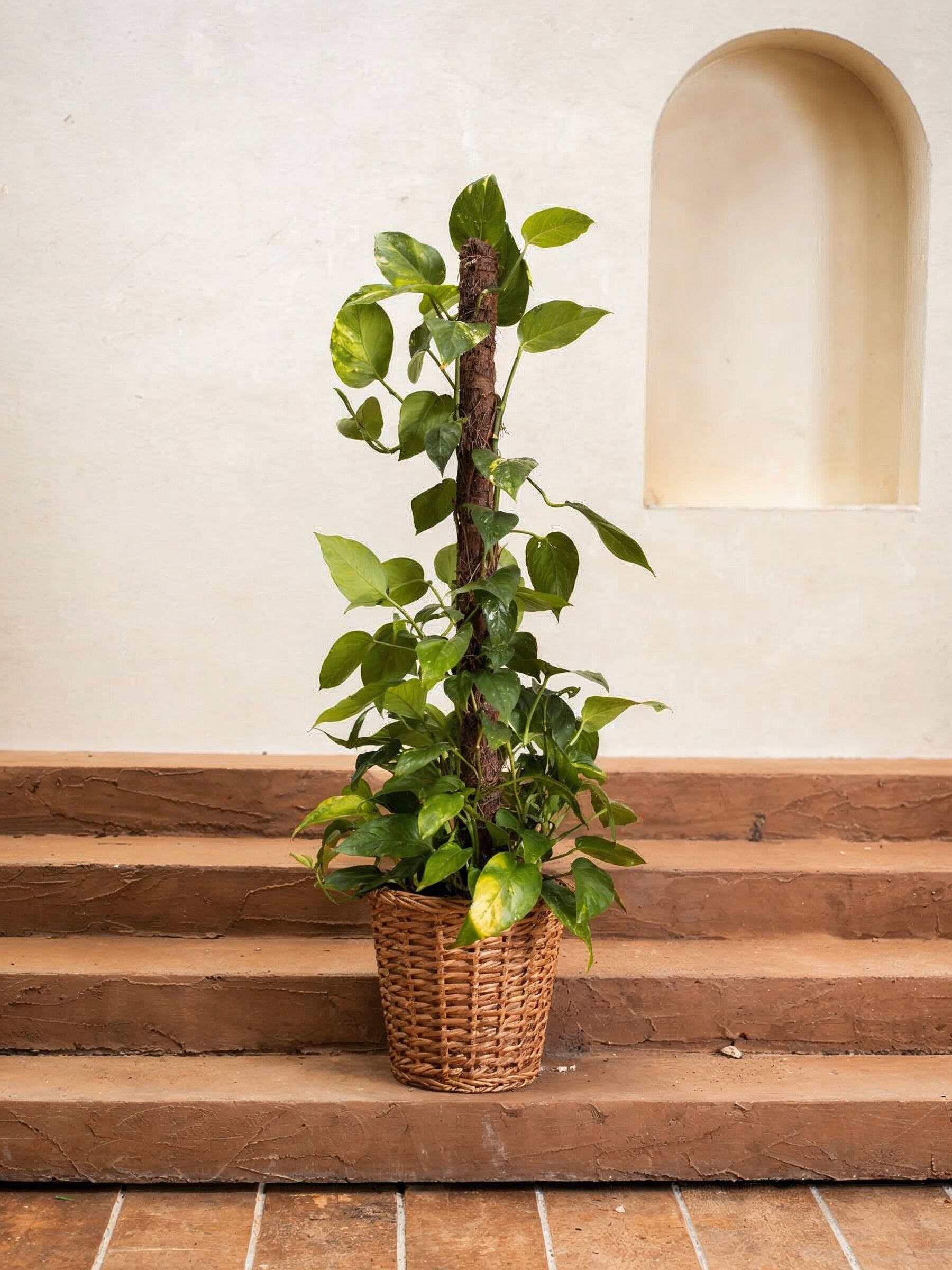 Money Plant