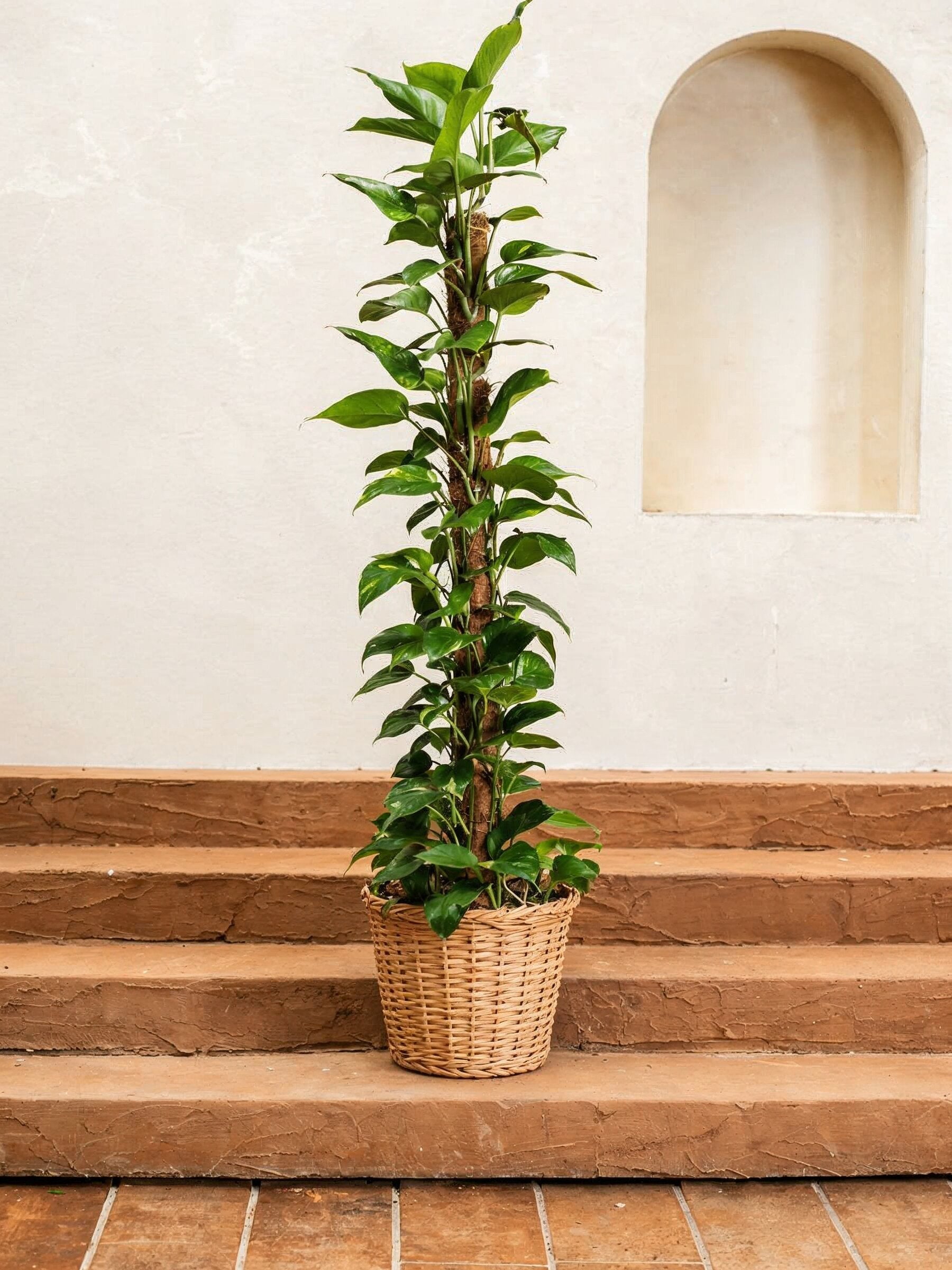 Money Plant