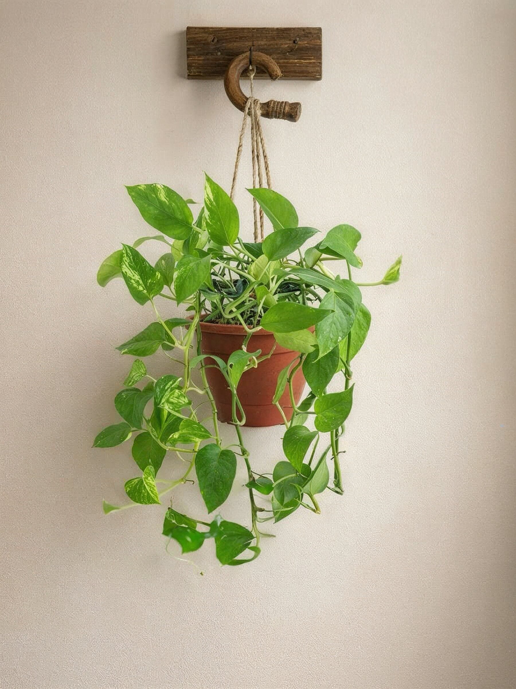 Hanging Money Plant
