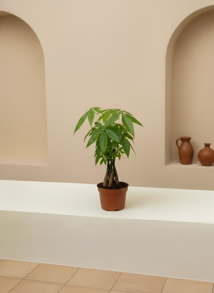 Money Tree