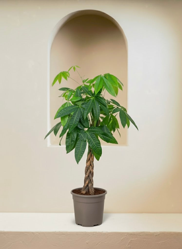 Money Tree