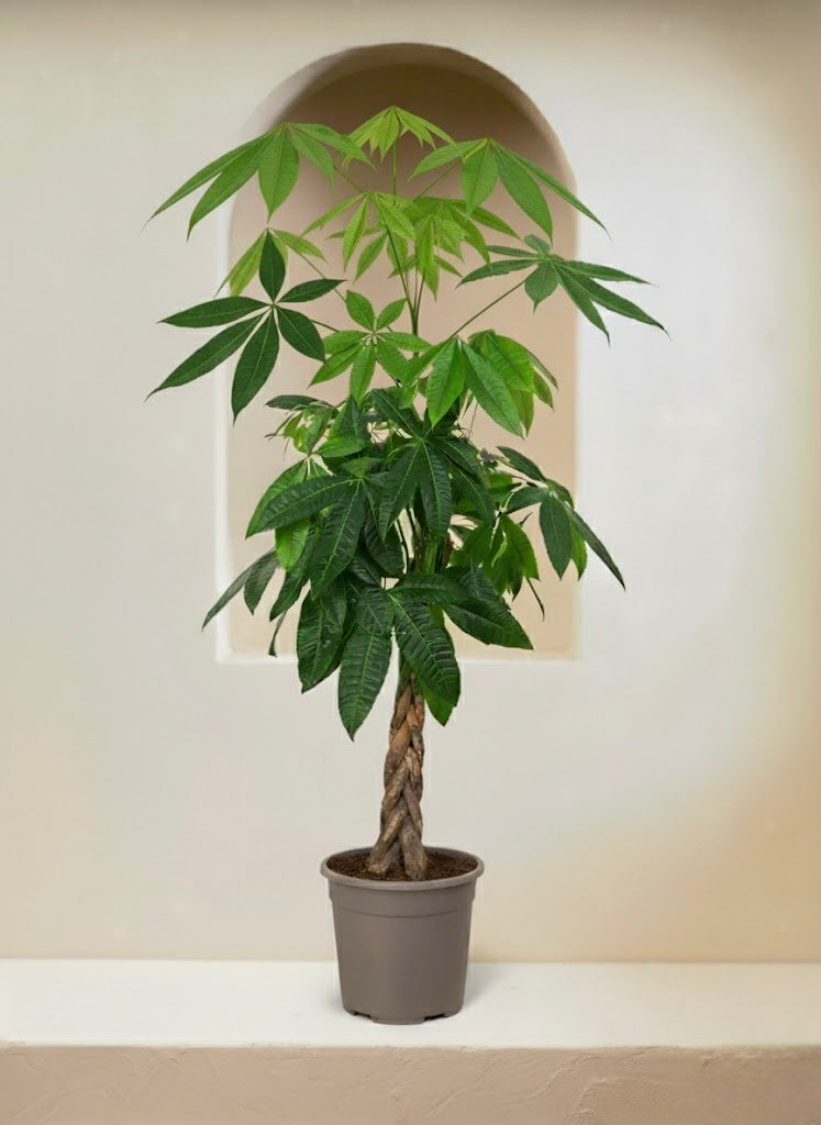 Money Tree