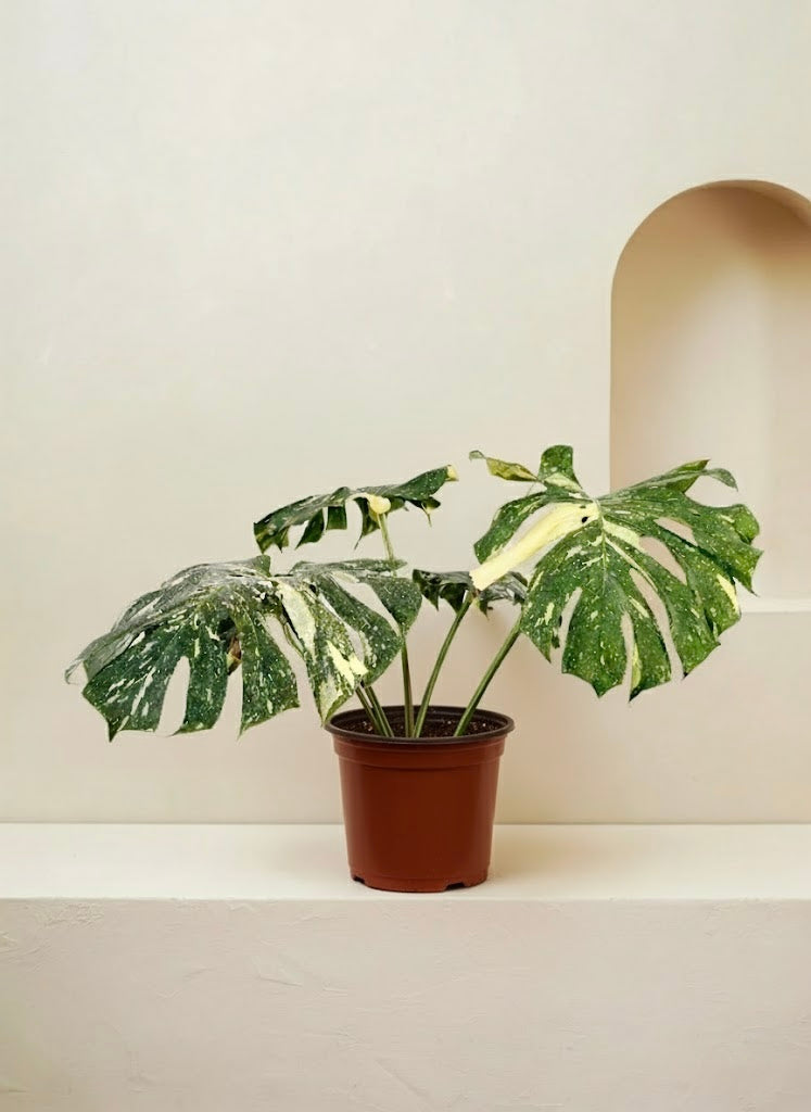 Monstera Thai Constellation