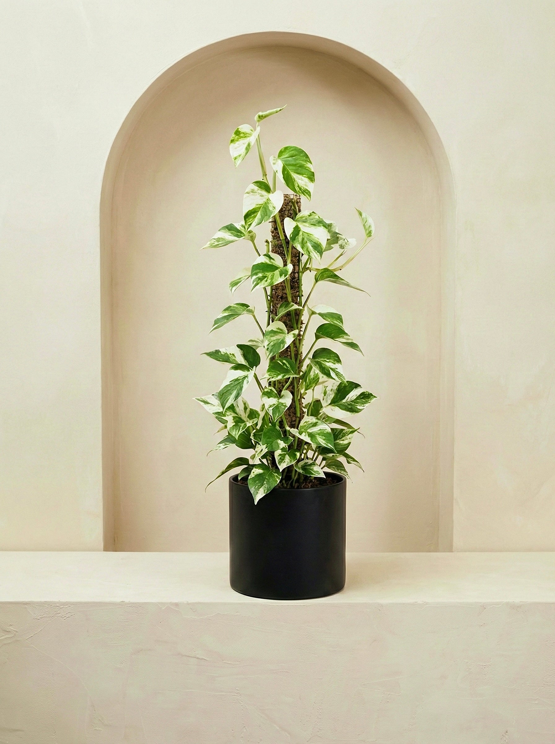 N'Joy Money Plant