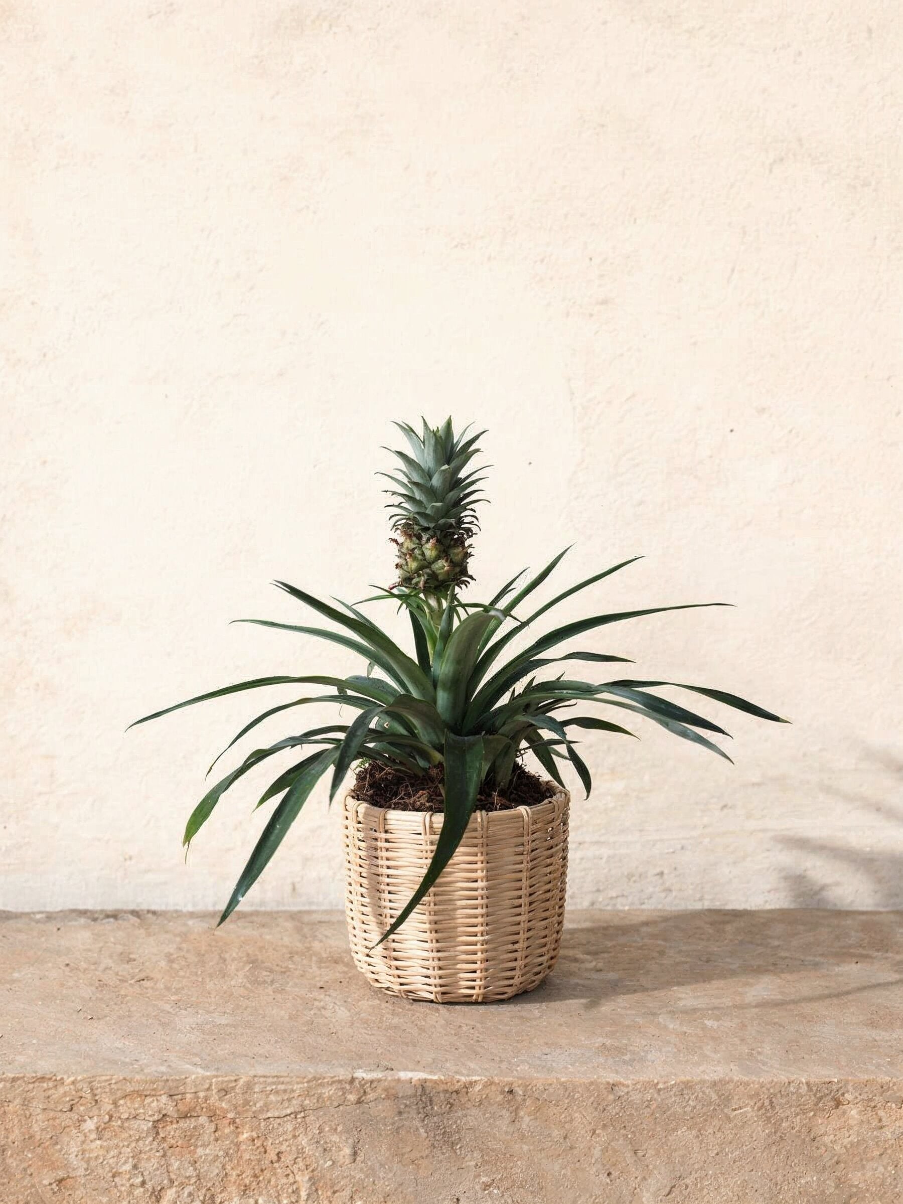 Ornamental Pineapple