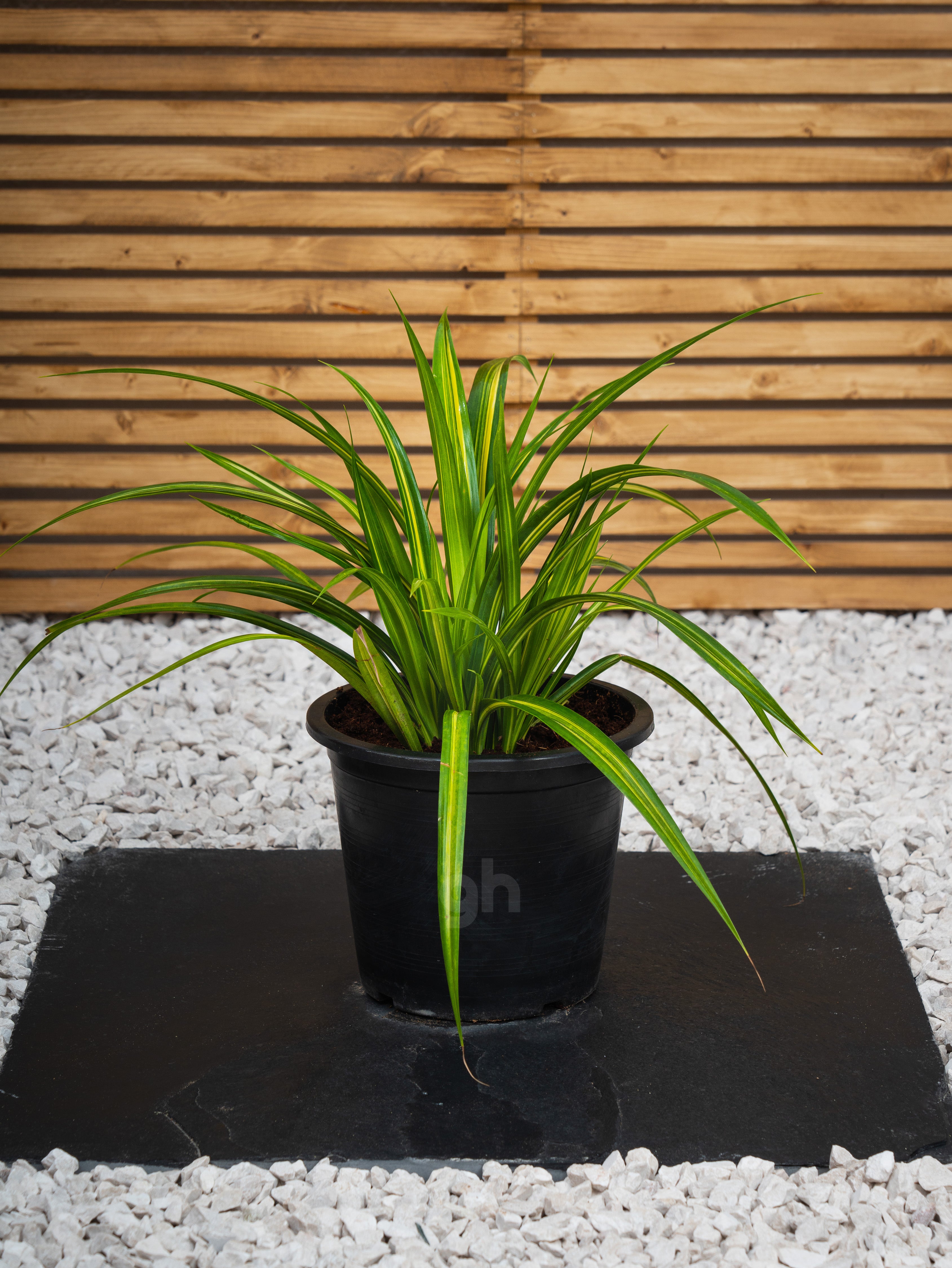 Variegated Pandanus