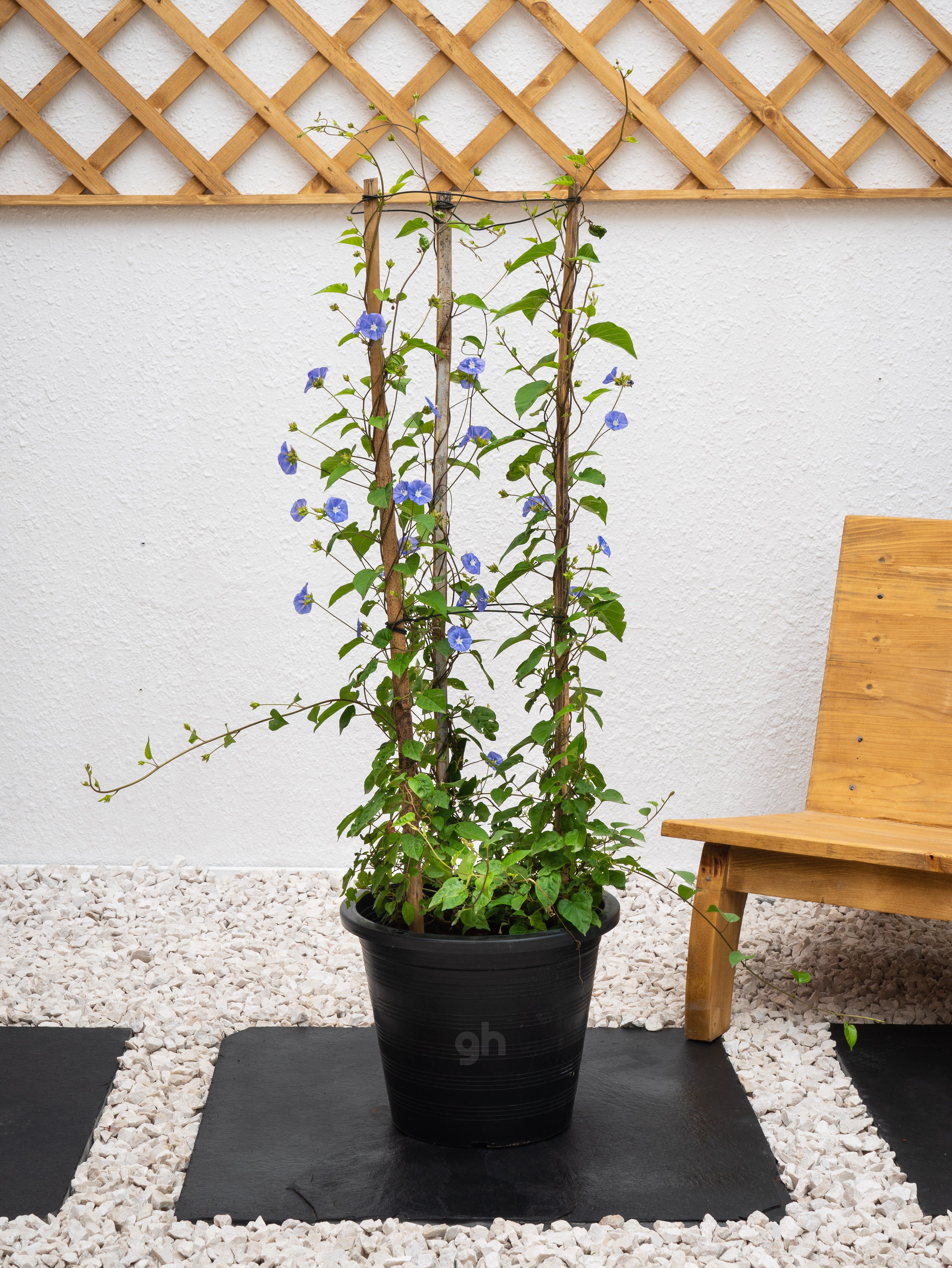 Jacquemontia Climber