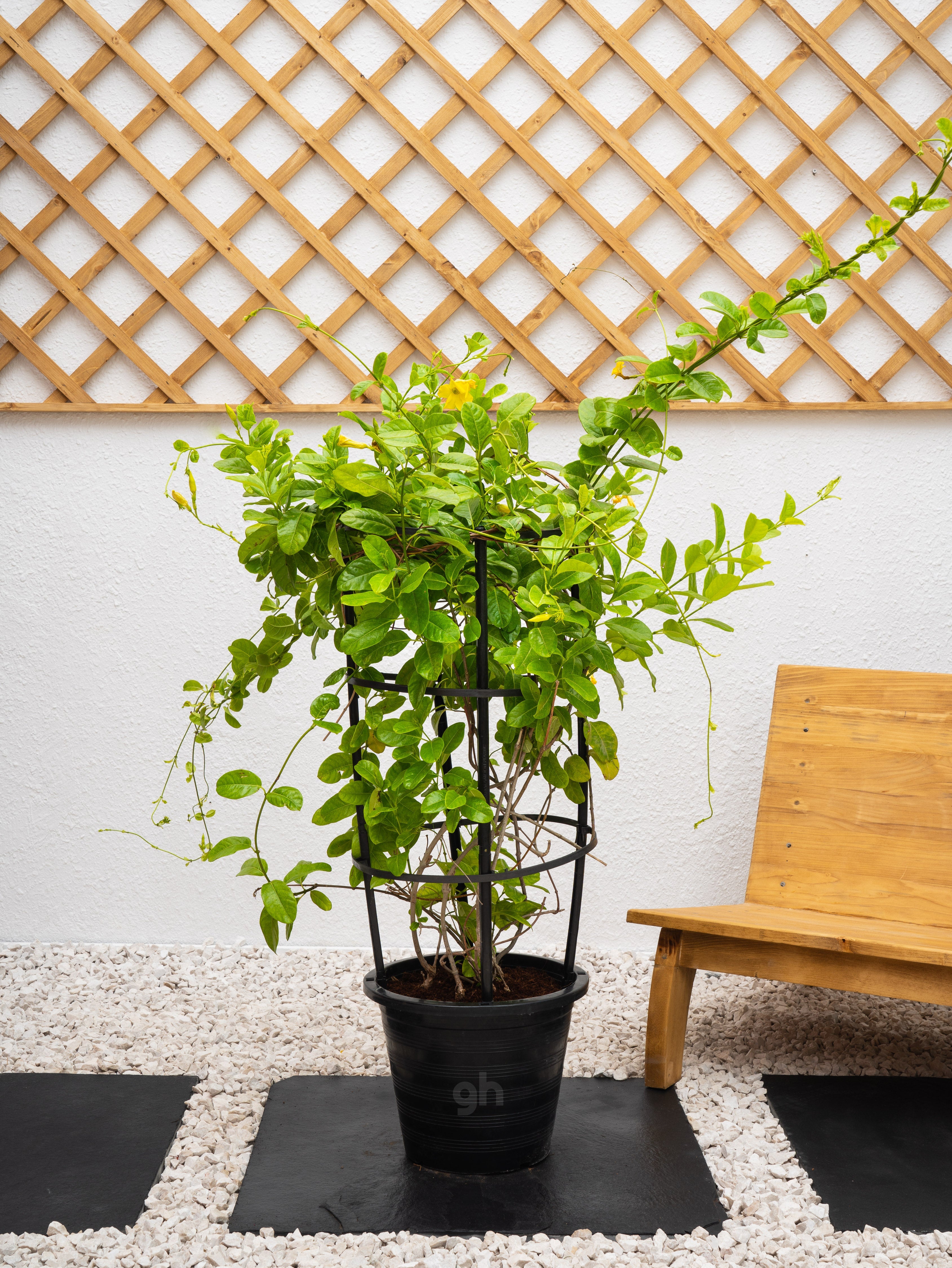 Mandevilla Climber