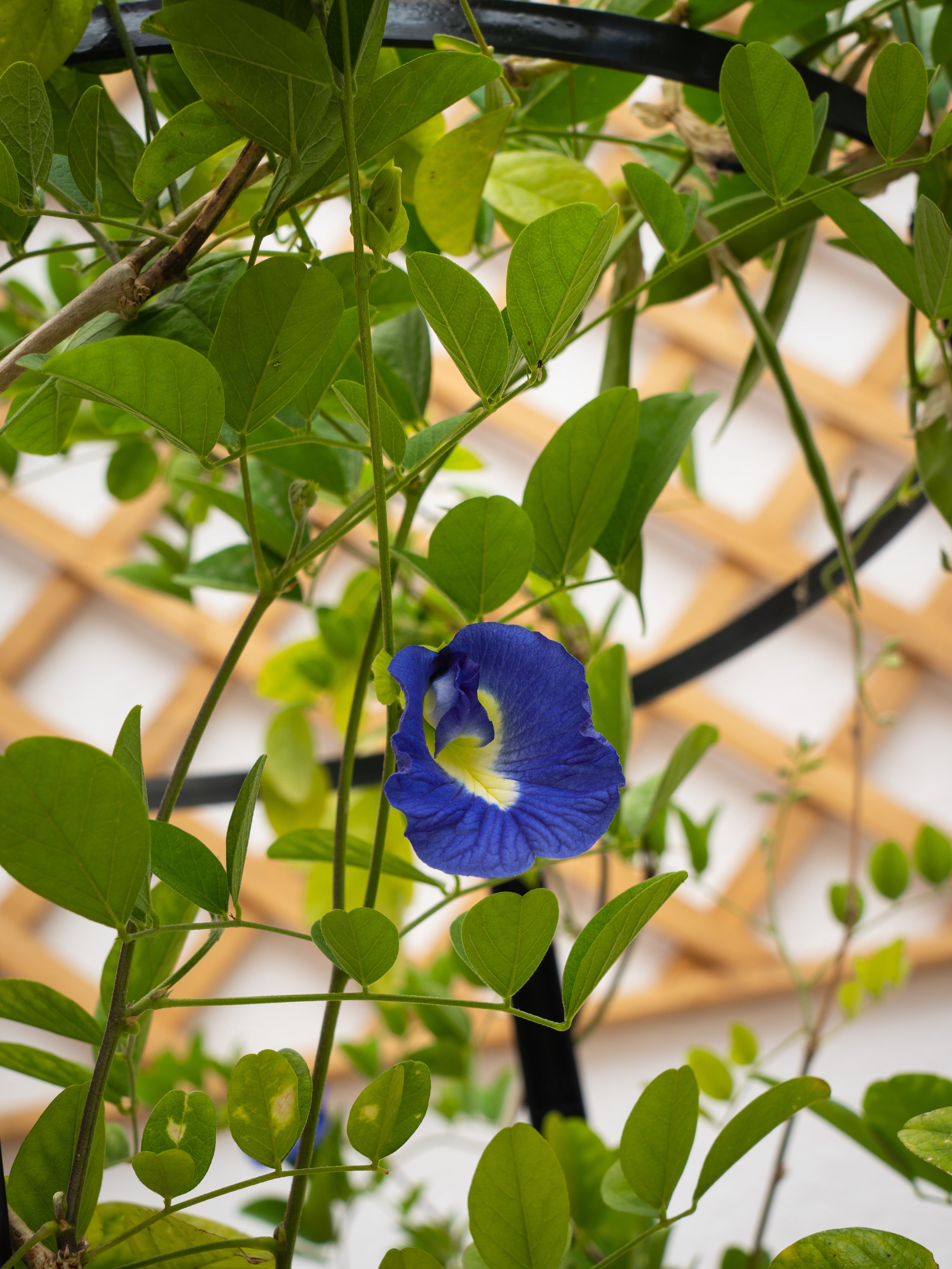 Butterfly Pea Plant