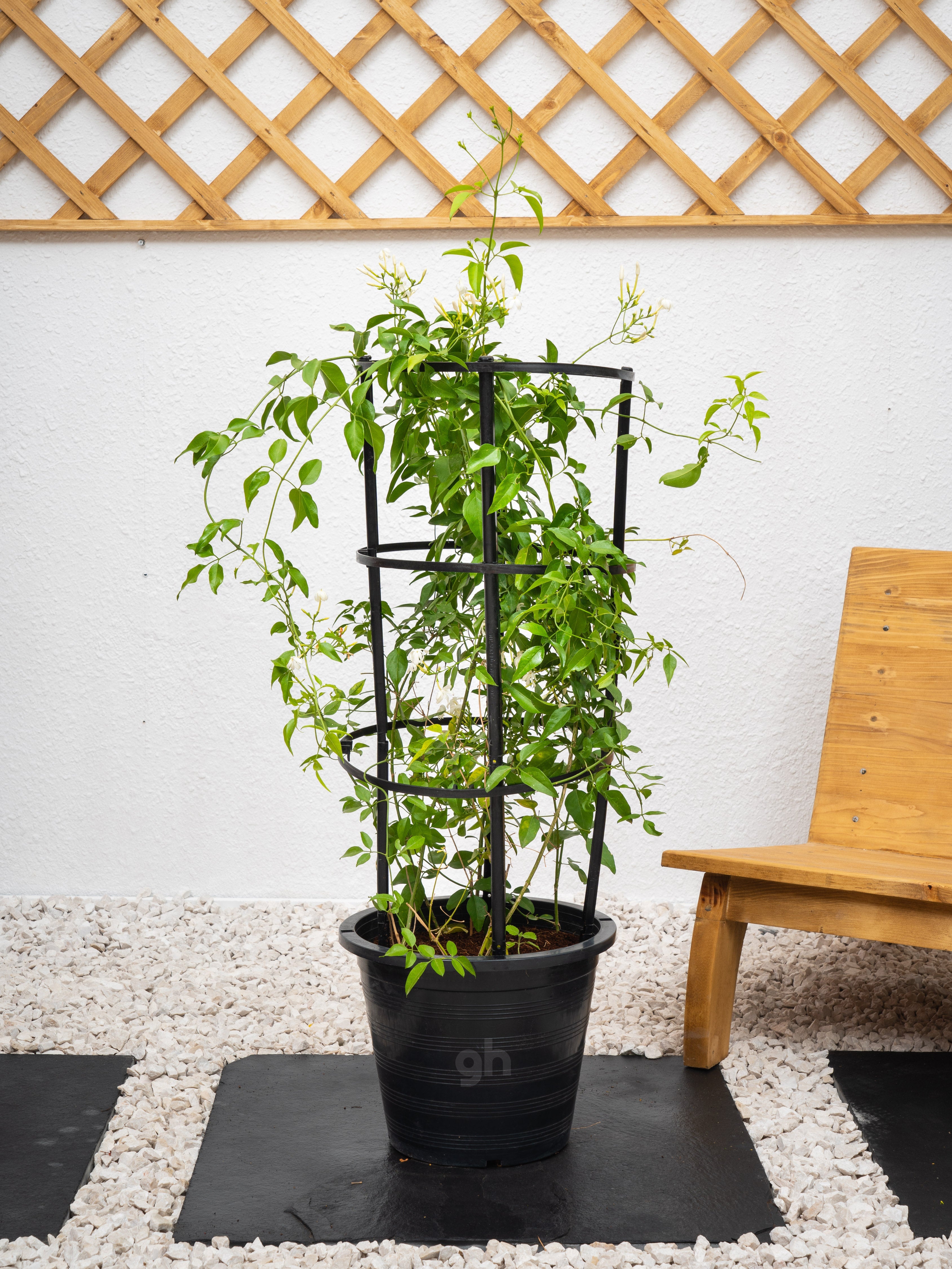 Jasmine Climber