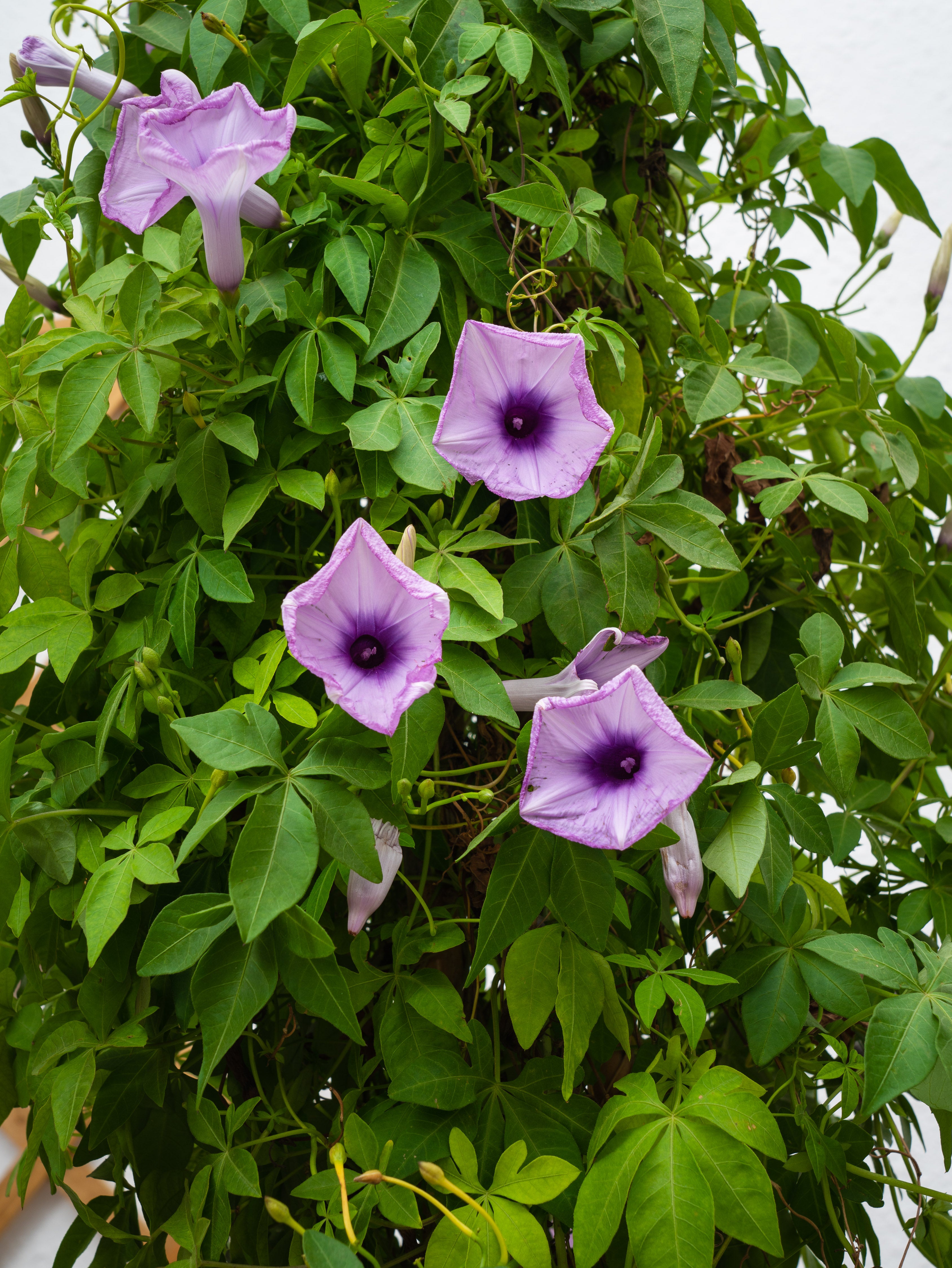 Ipomoea Climber