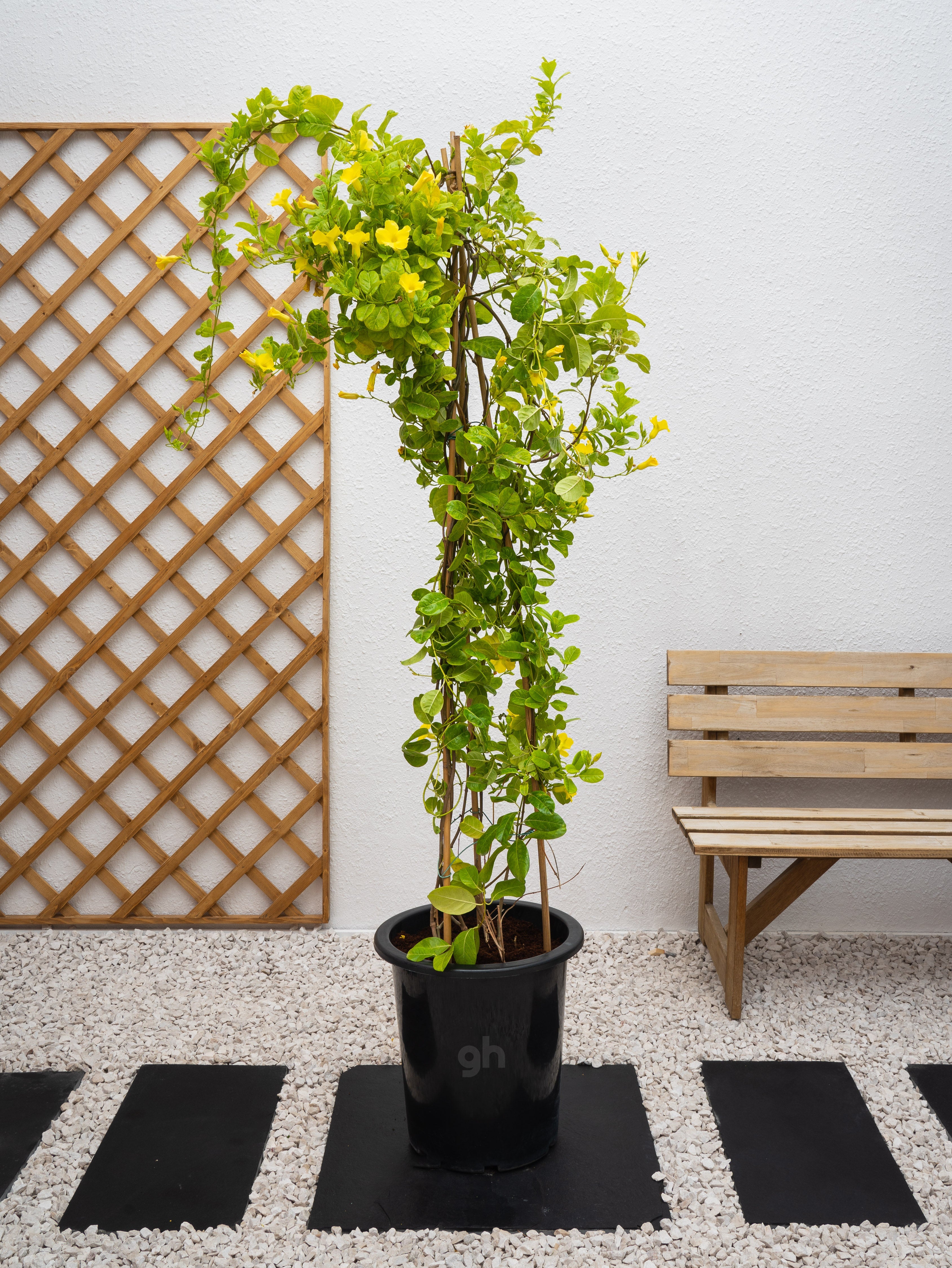 Mandevilla Climber