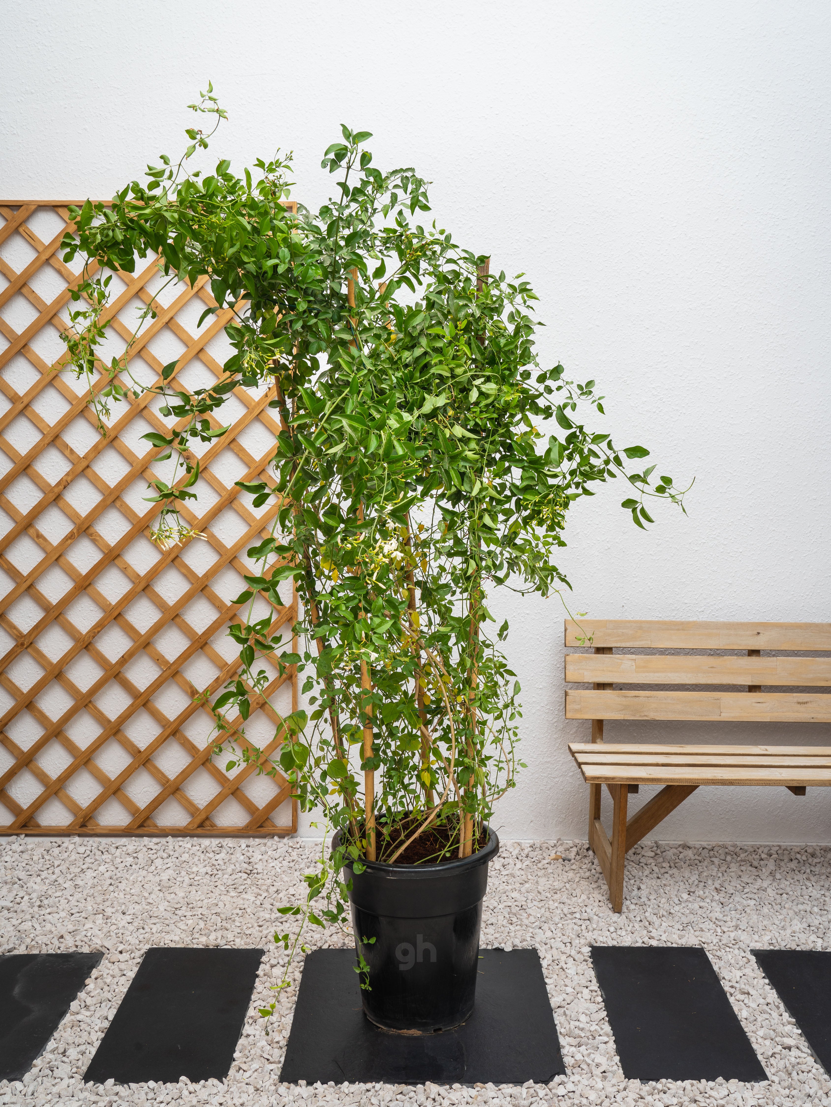 Jasmine Climber