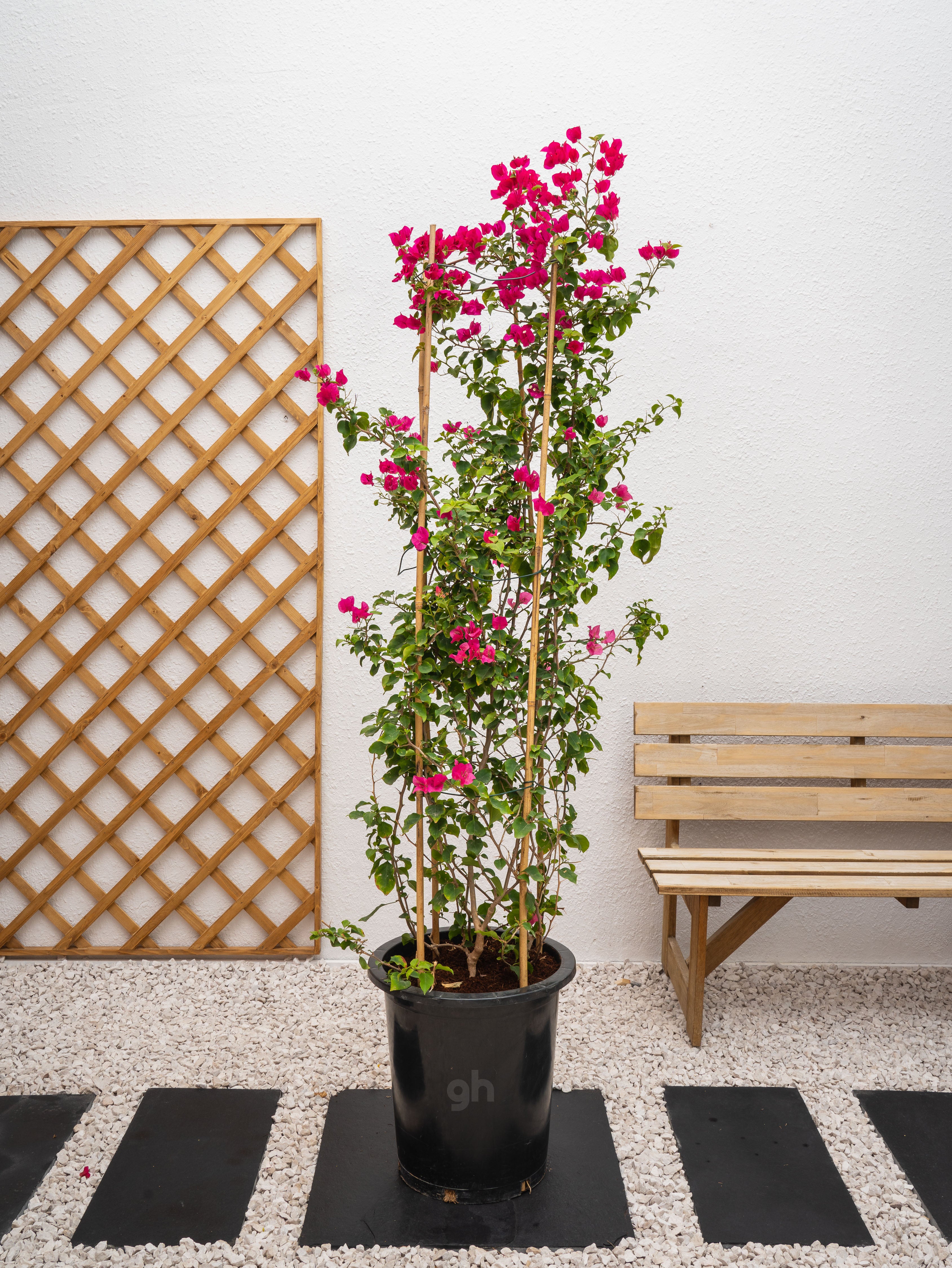 Bougainvillea