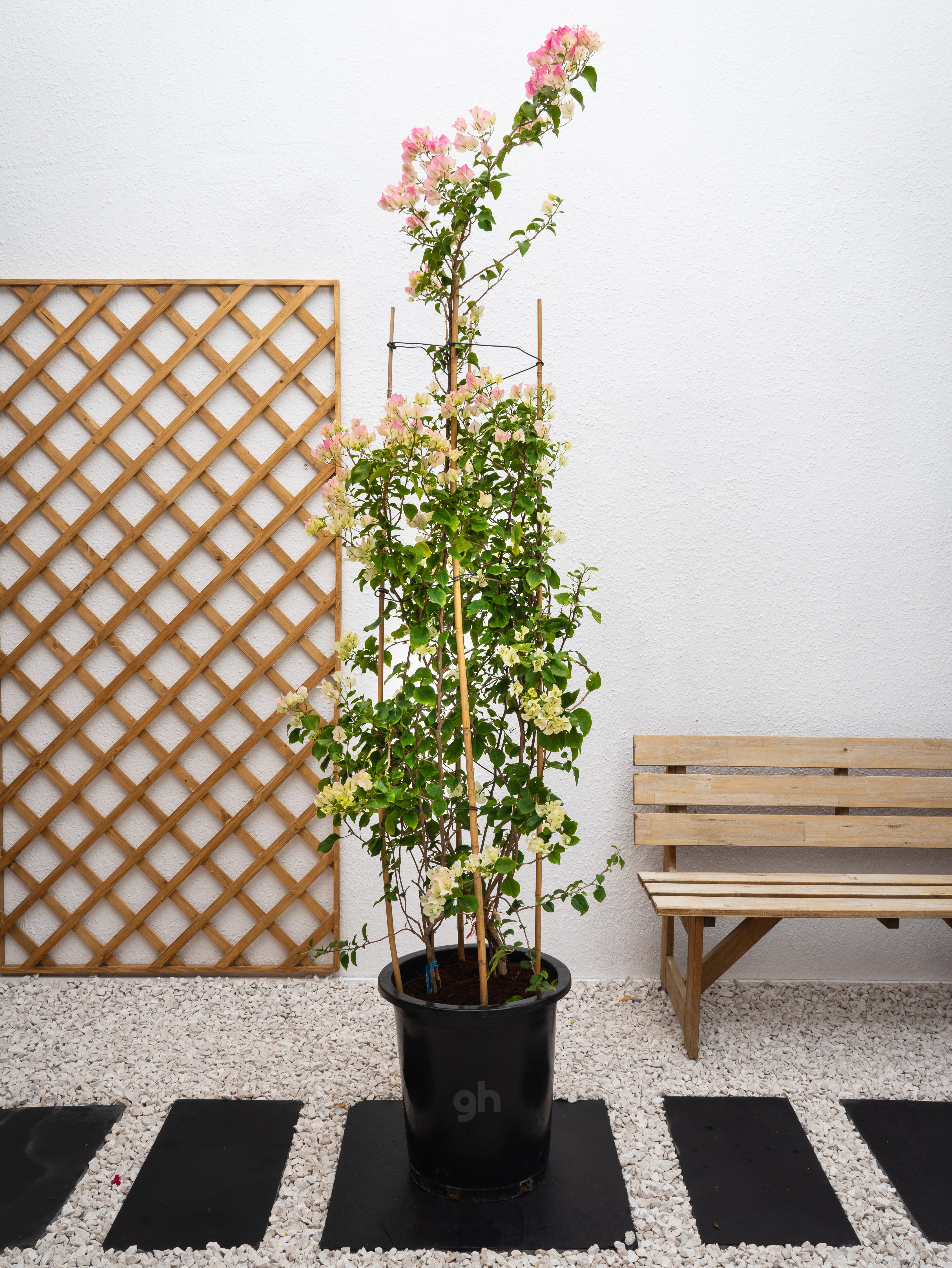 Bougainvillea