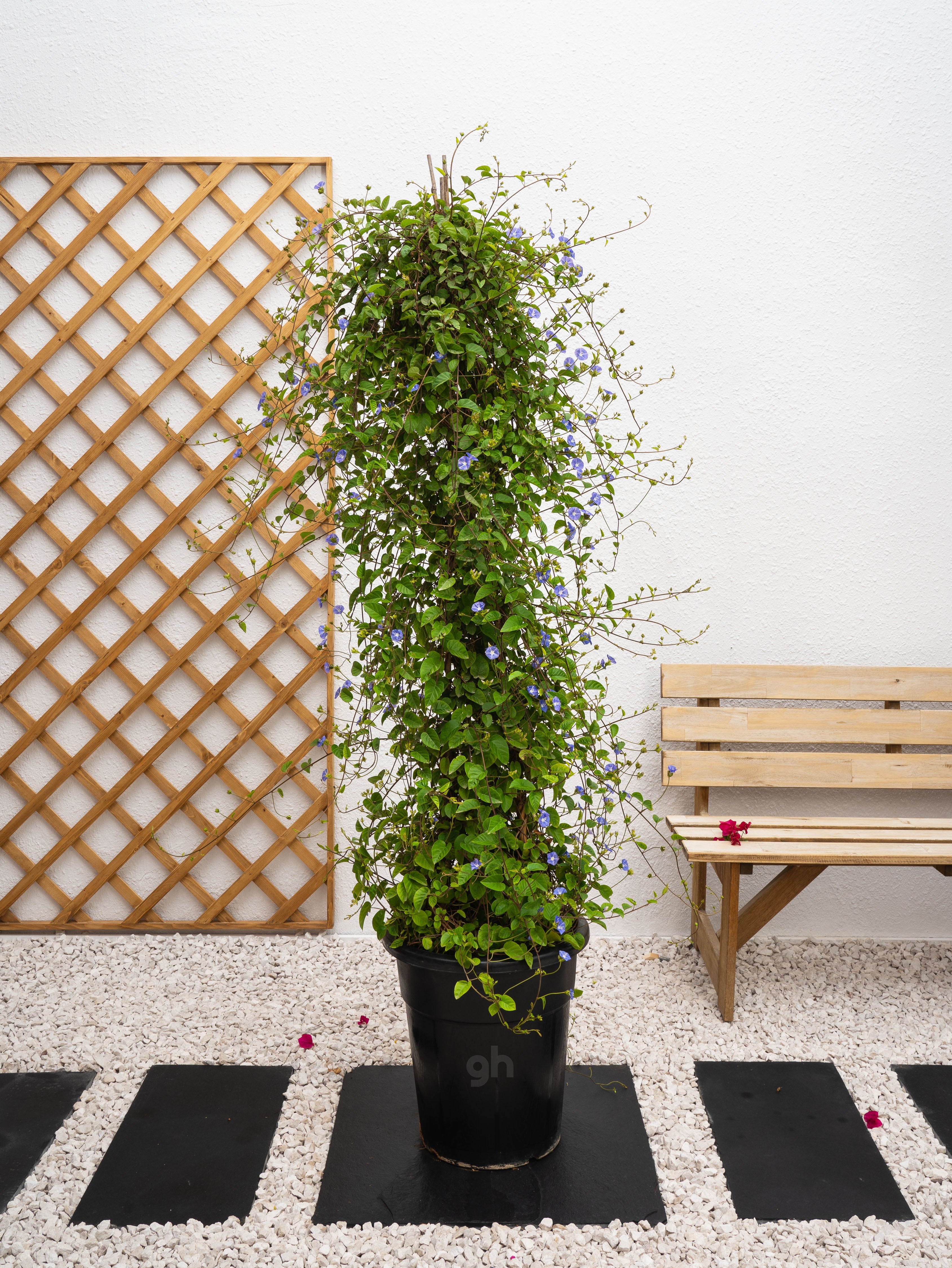 Jacquemontia Climber