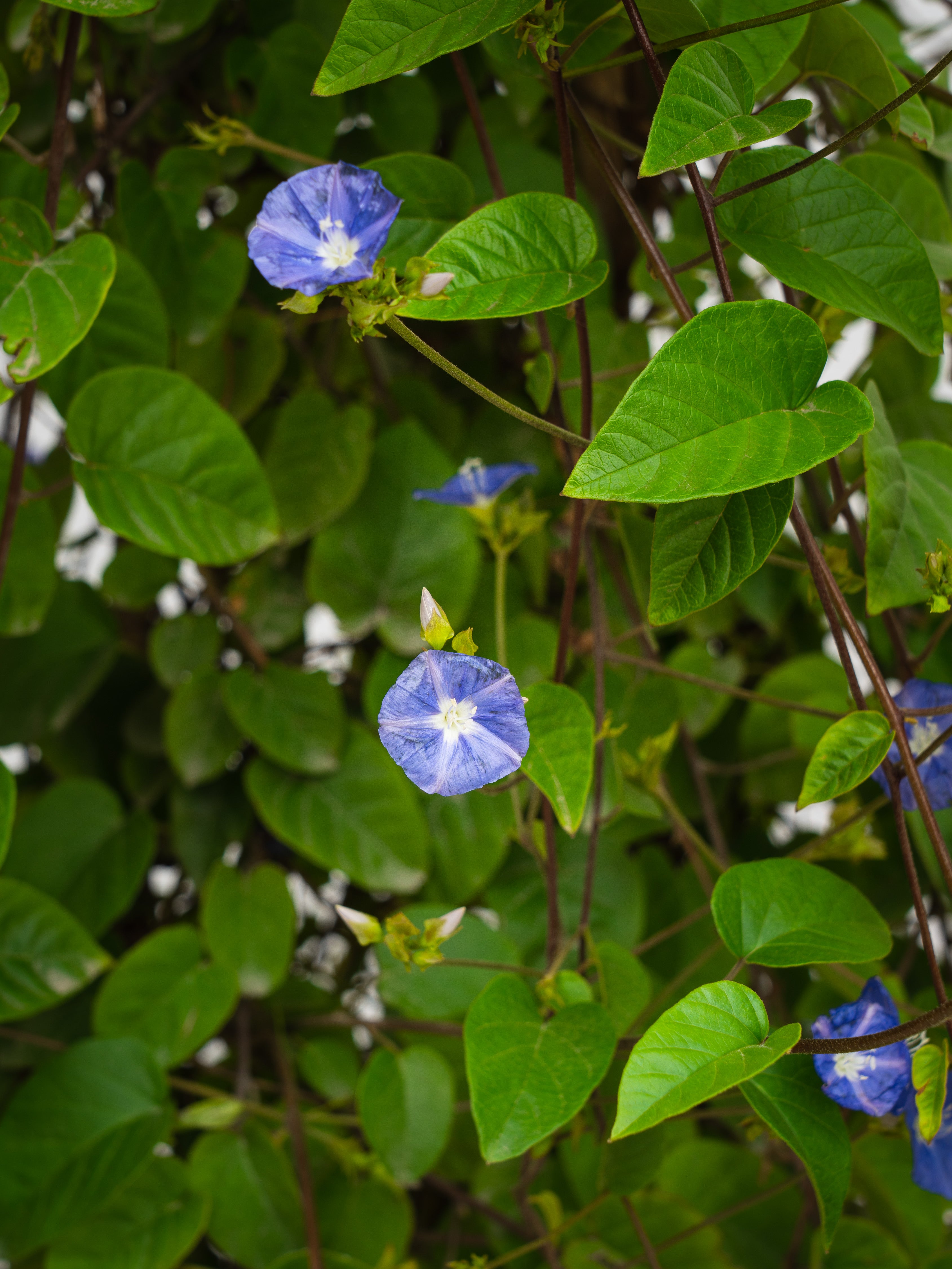 Jacquemontia Climber