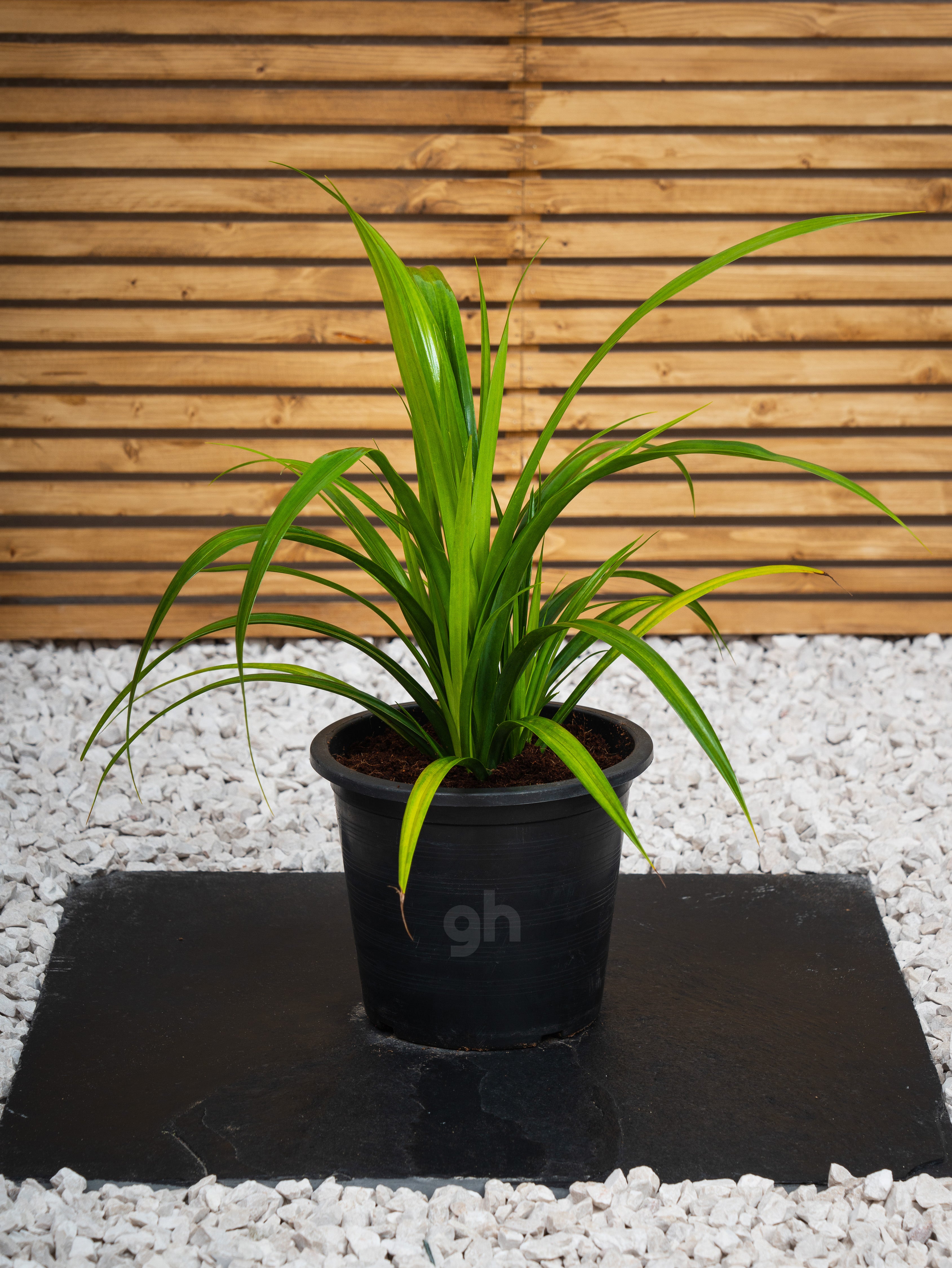 Pandanus