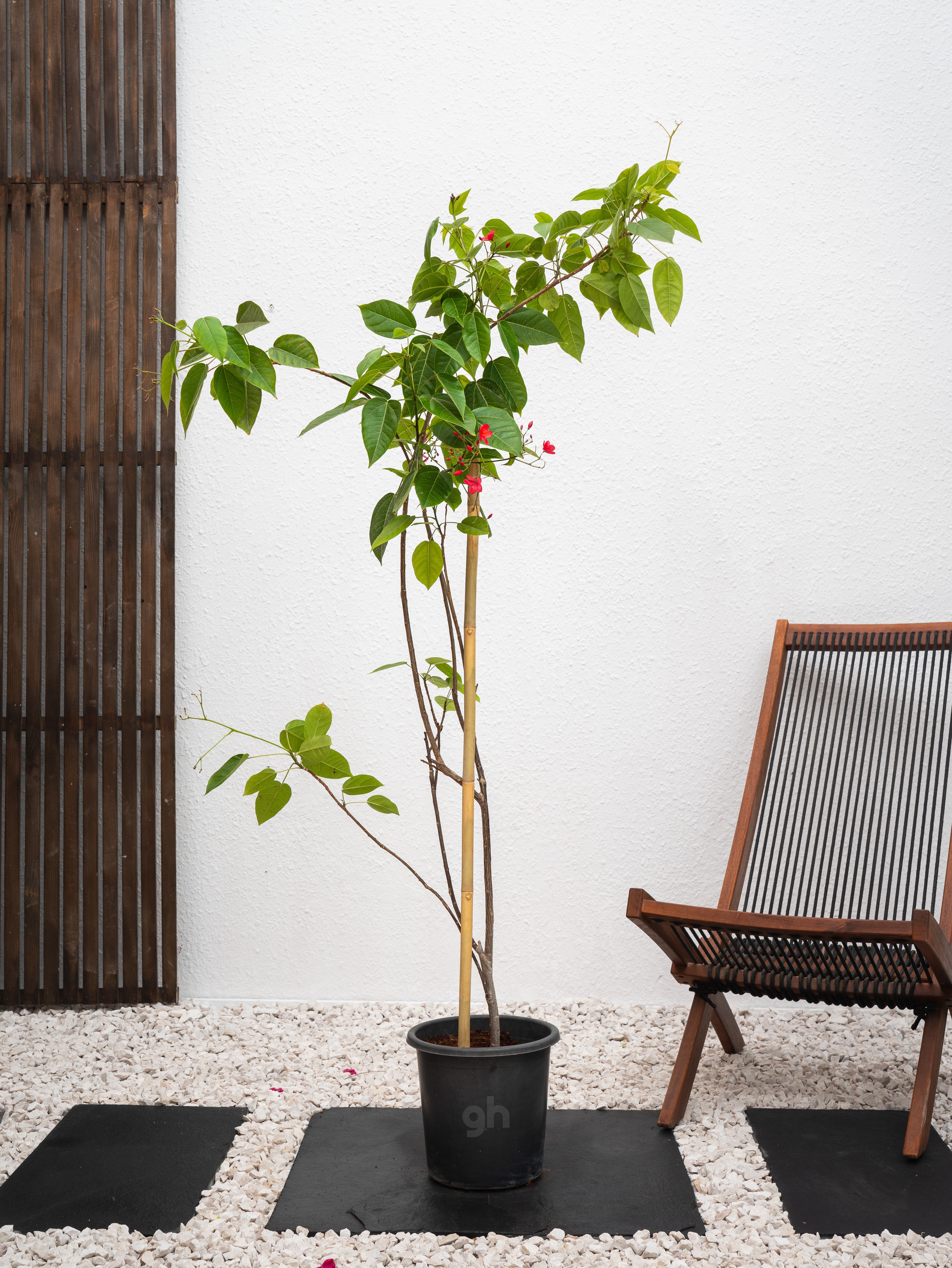 Spicy Jatropha