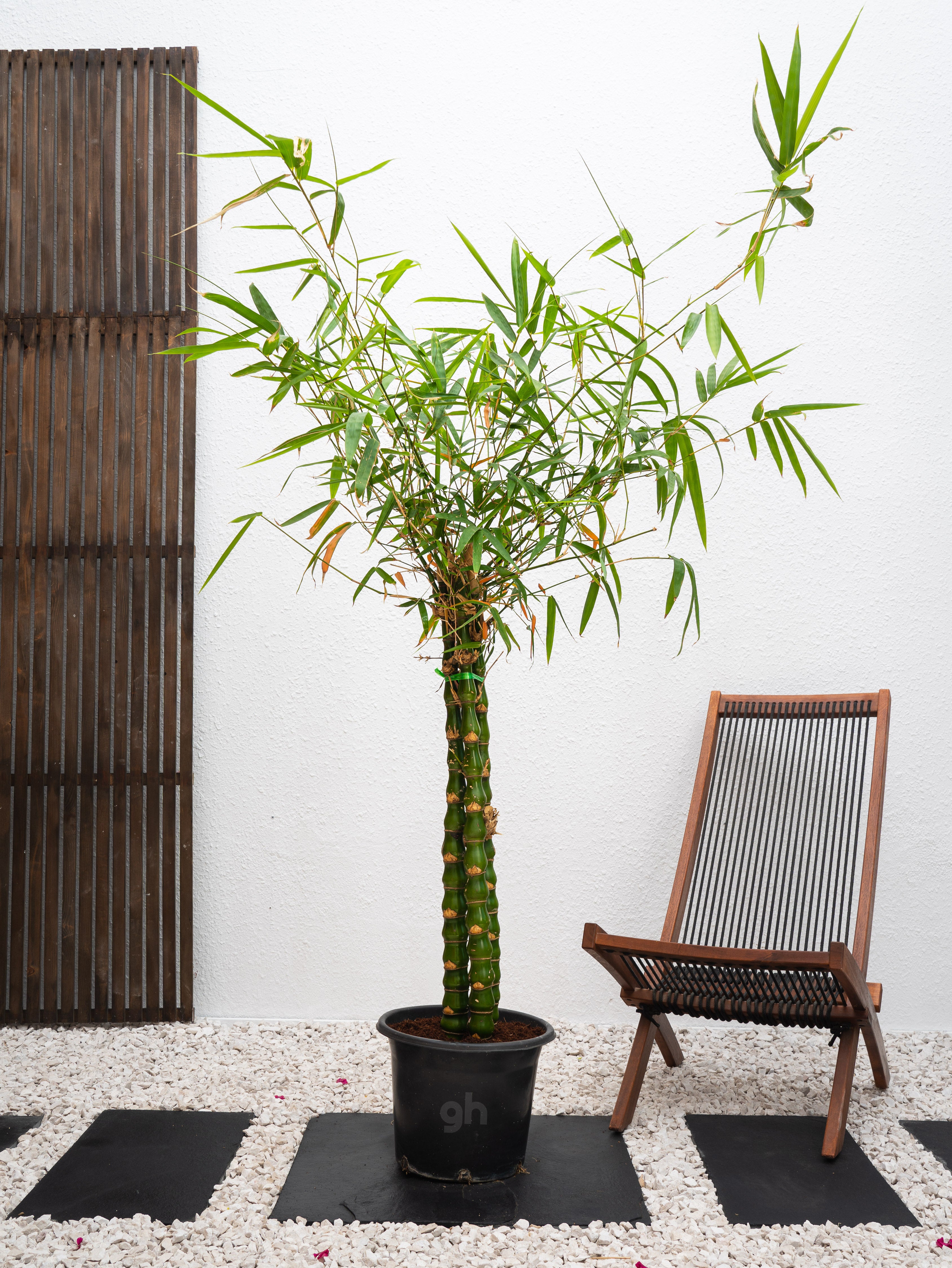 Buddha's Belly Bamboo