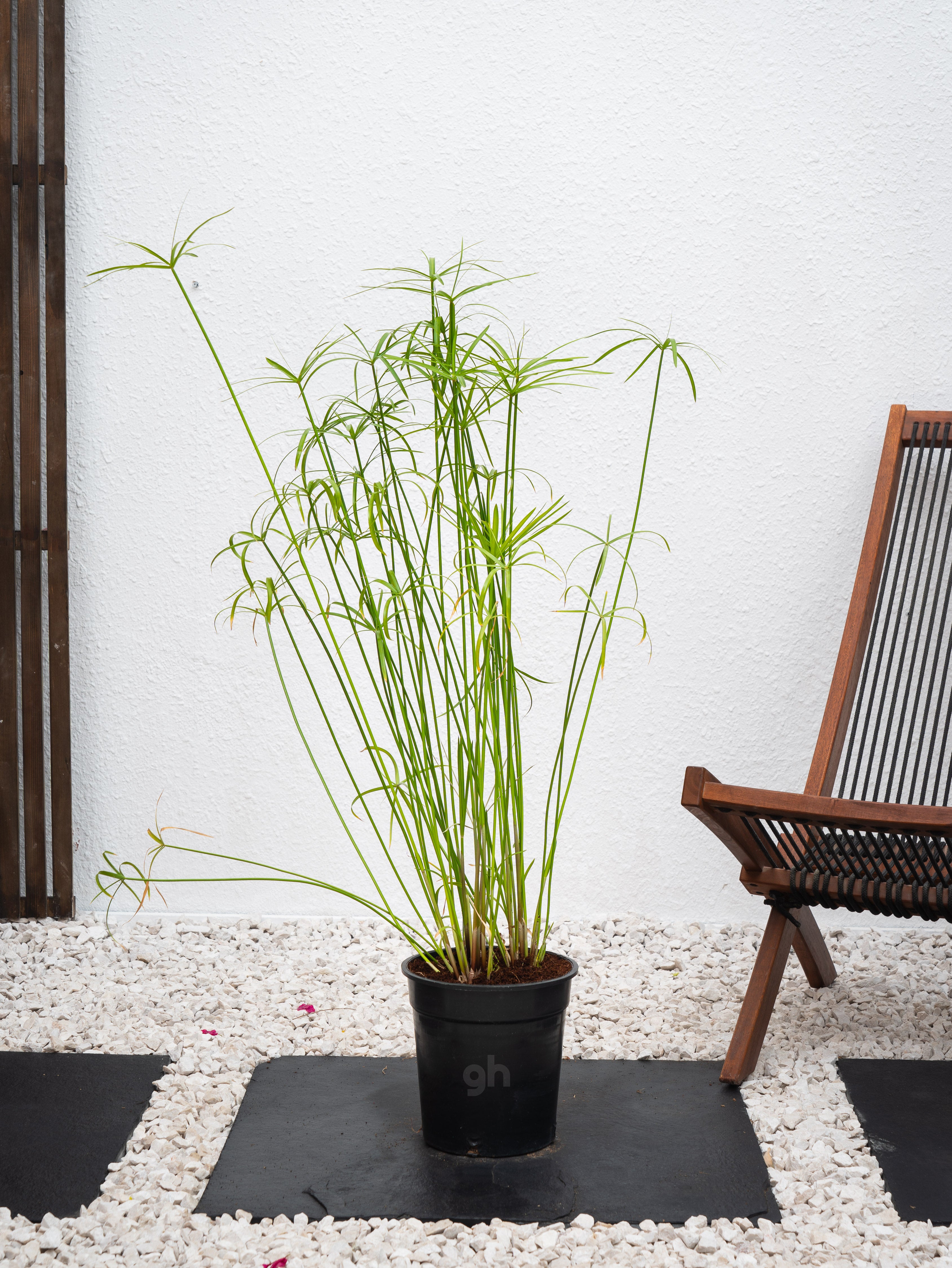 umbrella palm indoor plant Umbrella Palm - Cyperus Alternifolius | Bushy Outdoor Plants
