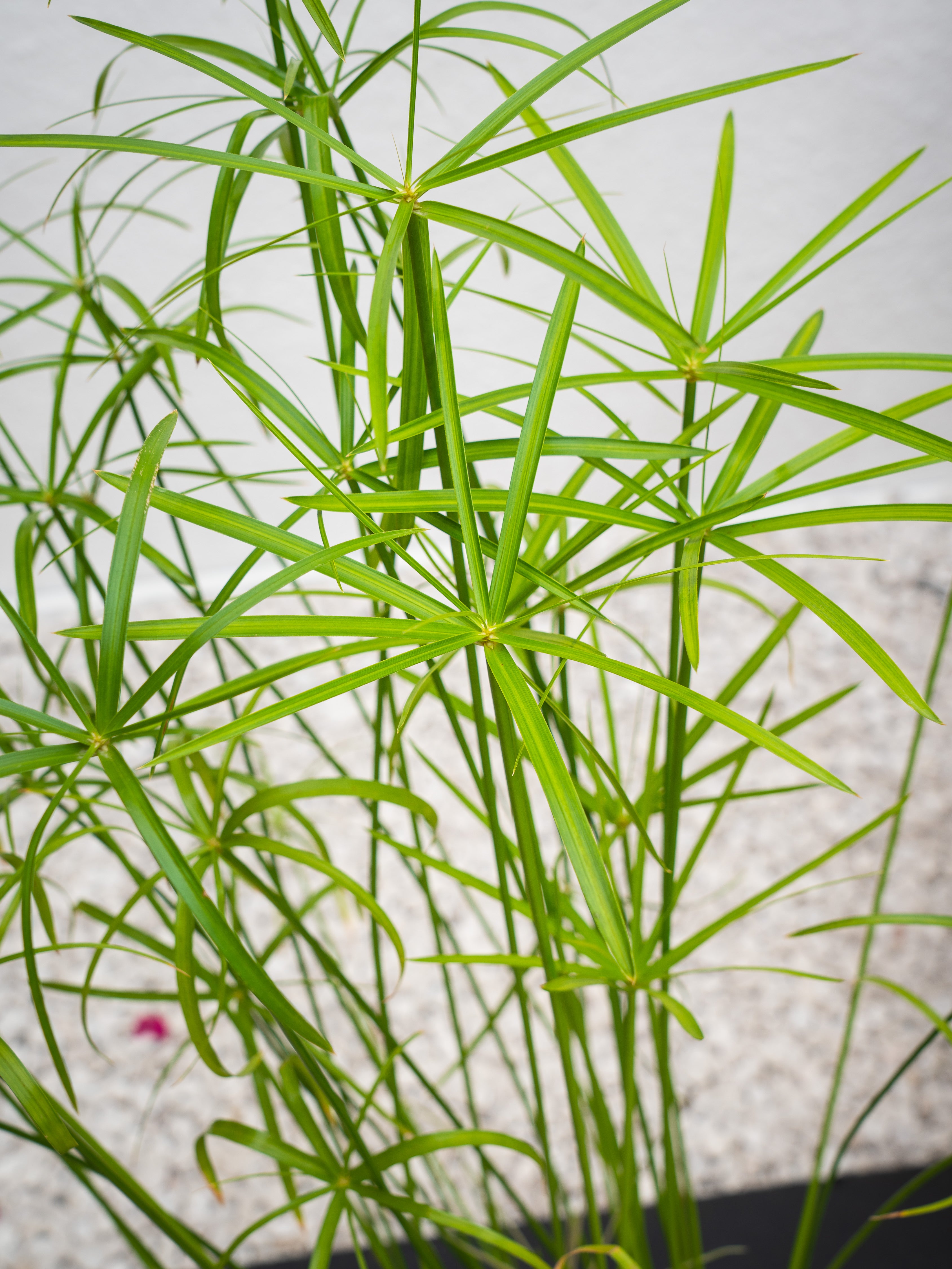 Umbrella Palm