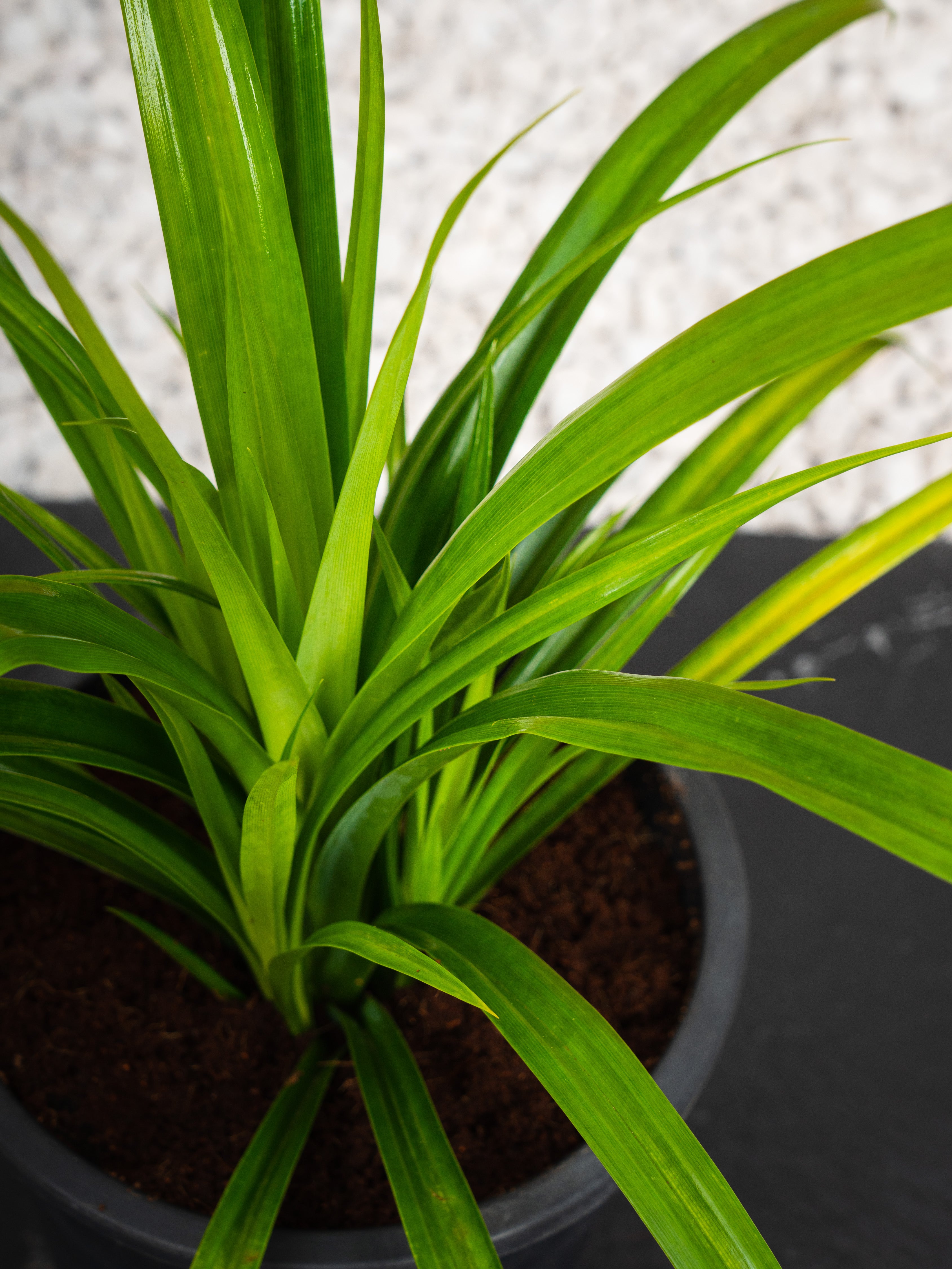 Pandanus